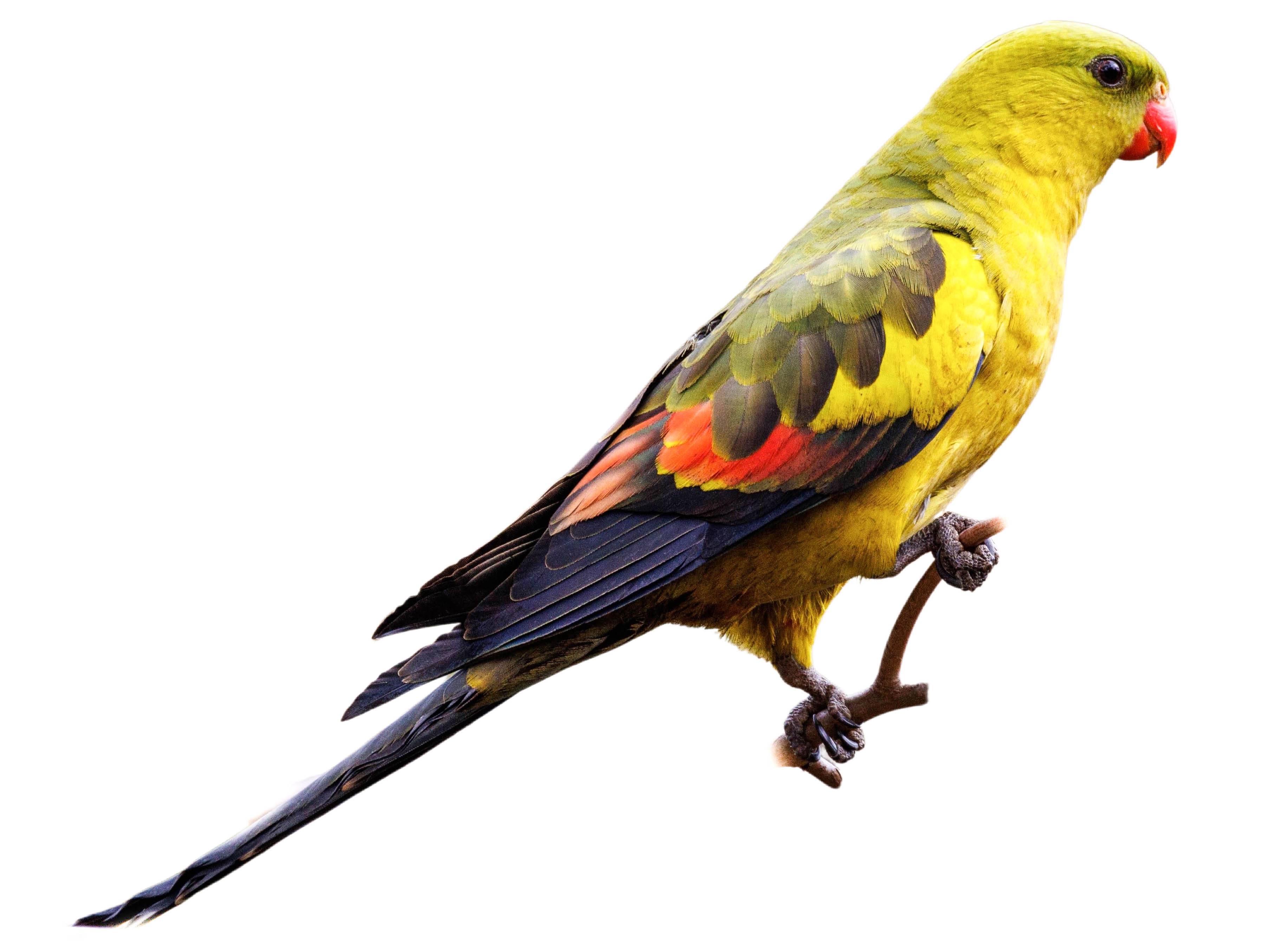 A photo of a Regent Parrot (Polytelis anthopeplus), male