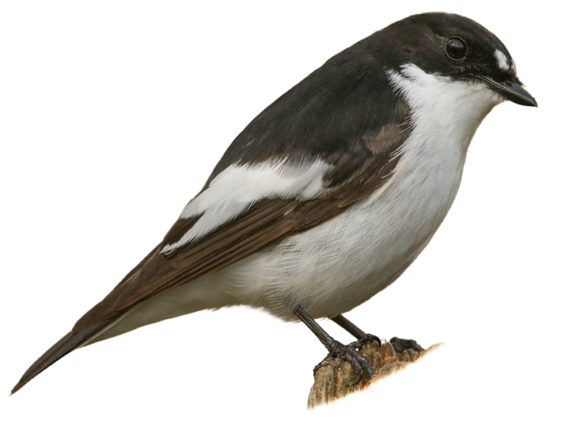 A photo of a European Pied Flycatcher (Ficedula hypoleuca), male