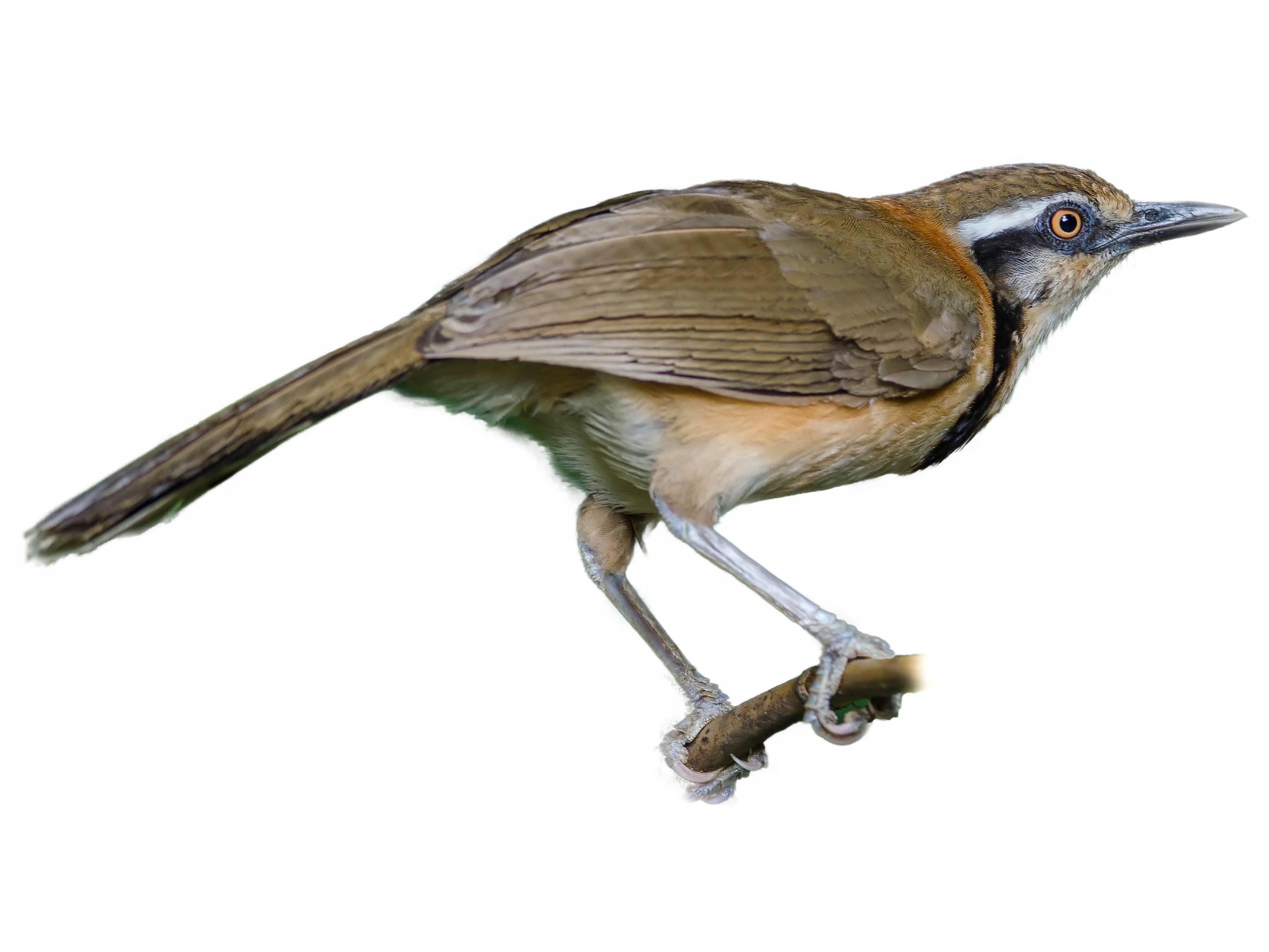 A photo of a Lesser Necklaced Laughingthrush (Garrulax monileger)