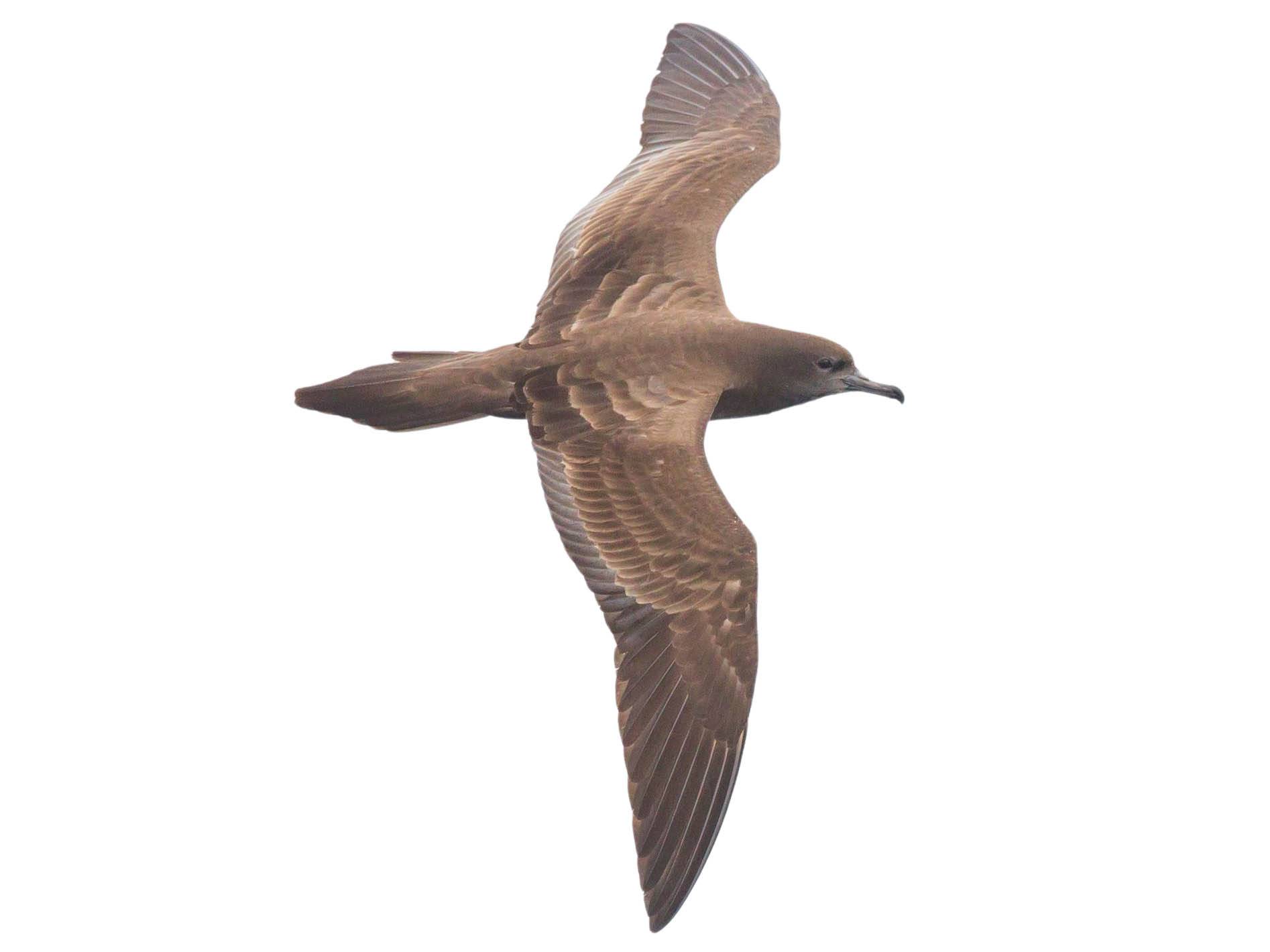 A photo of a Wedge-tailed Shearwater (Ardenna pacifica)