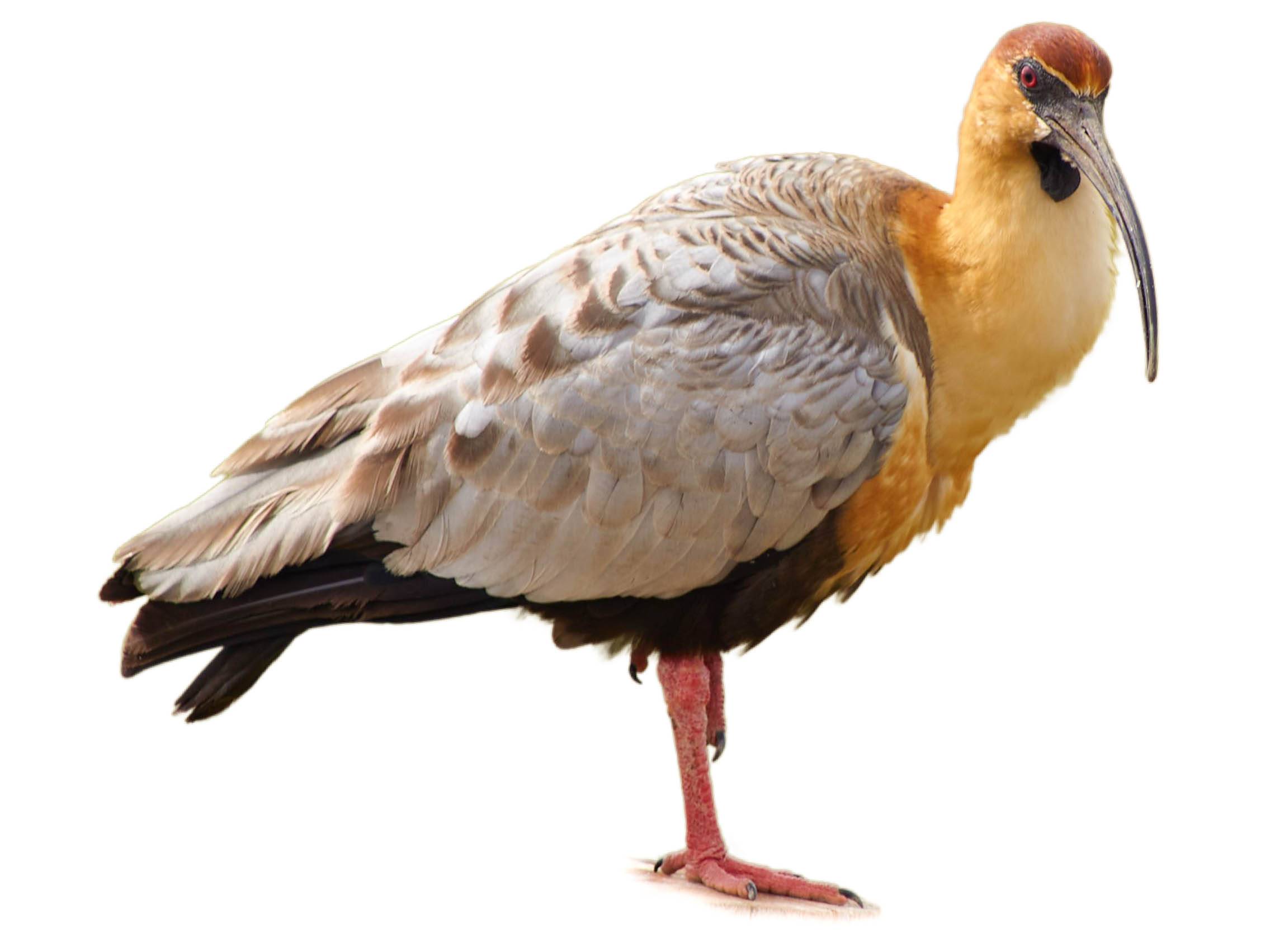 A photo of a Andean Ibis (Theristicus branickii)