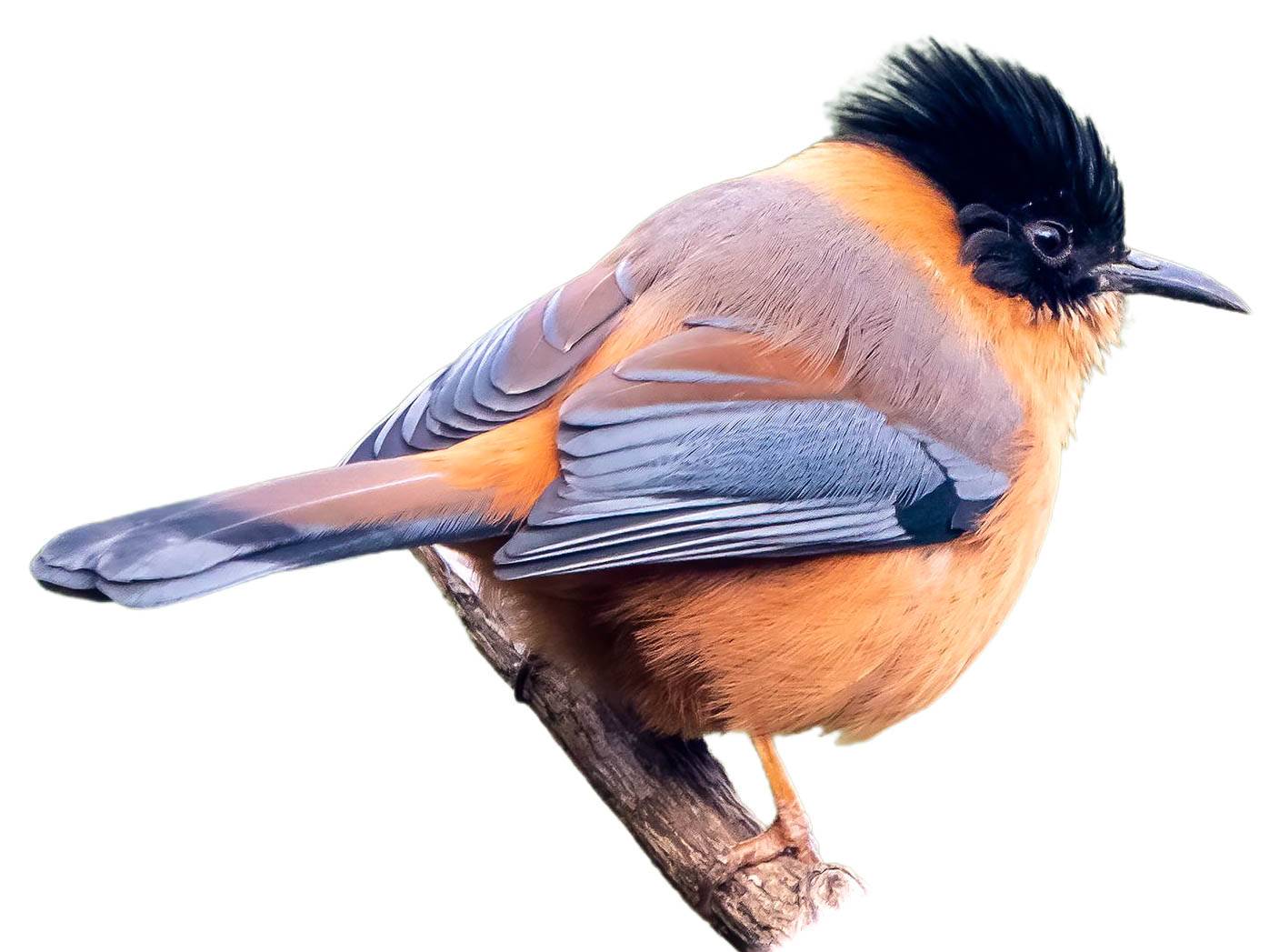 A photo of a Rufous Sibia (Heterophasia capistrata)