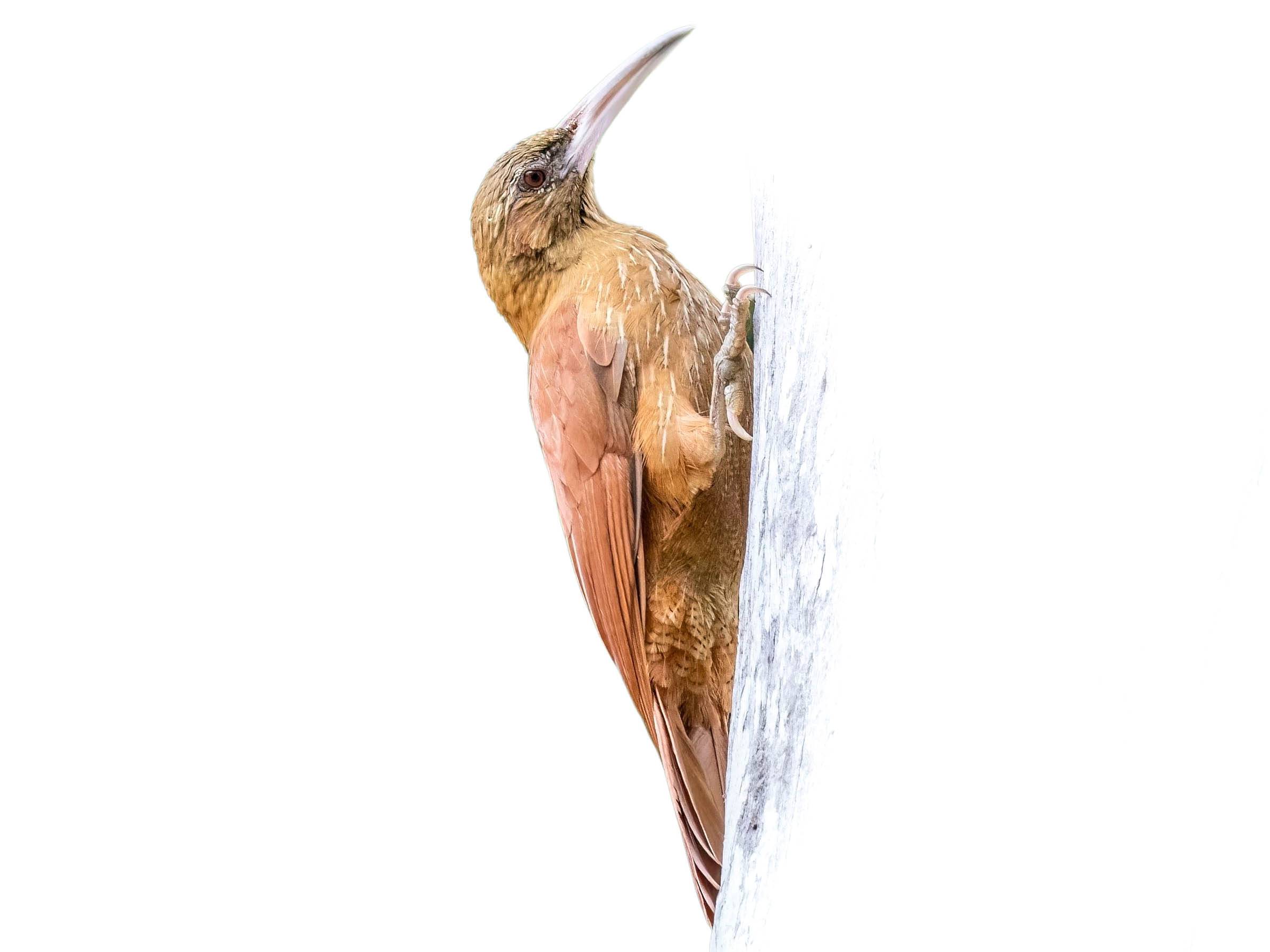 A photo of a Great Rufous Woodcreeper (Xiphocolaptes major)