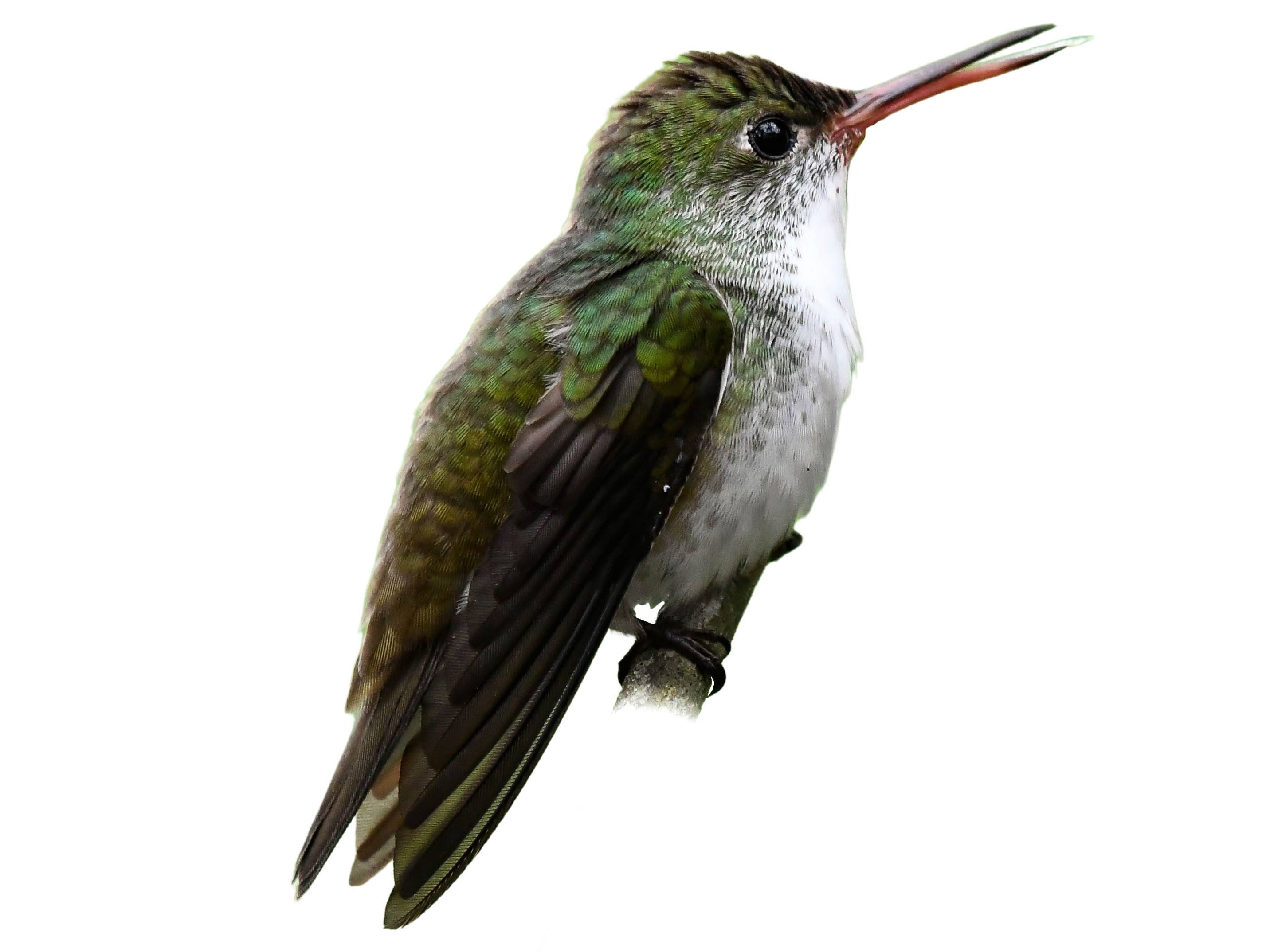 A photo of a White-bellied Emerald (Chlorestes candida)