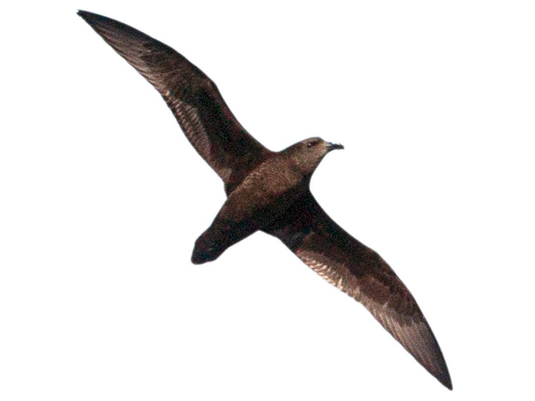 A photo of a Great-winged Petrel (Pterodroma macroptera)