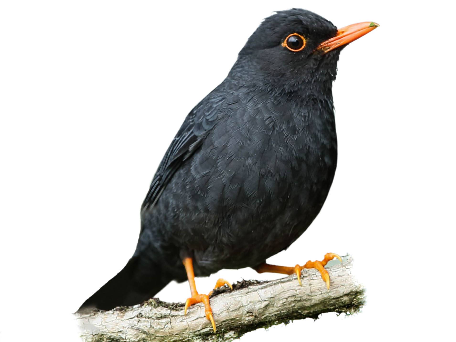 A photo of a Indian Blackbird (Turdus simillimus)