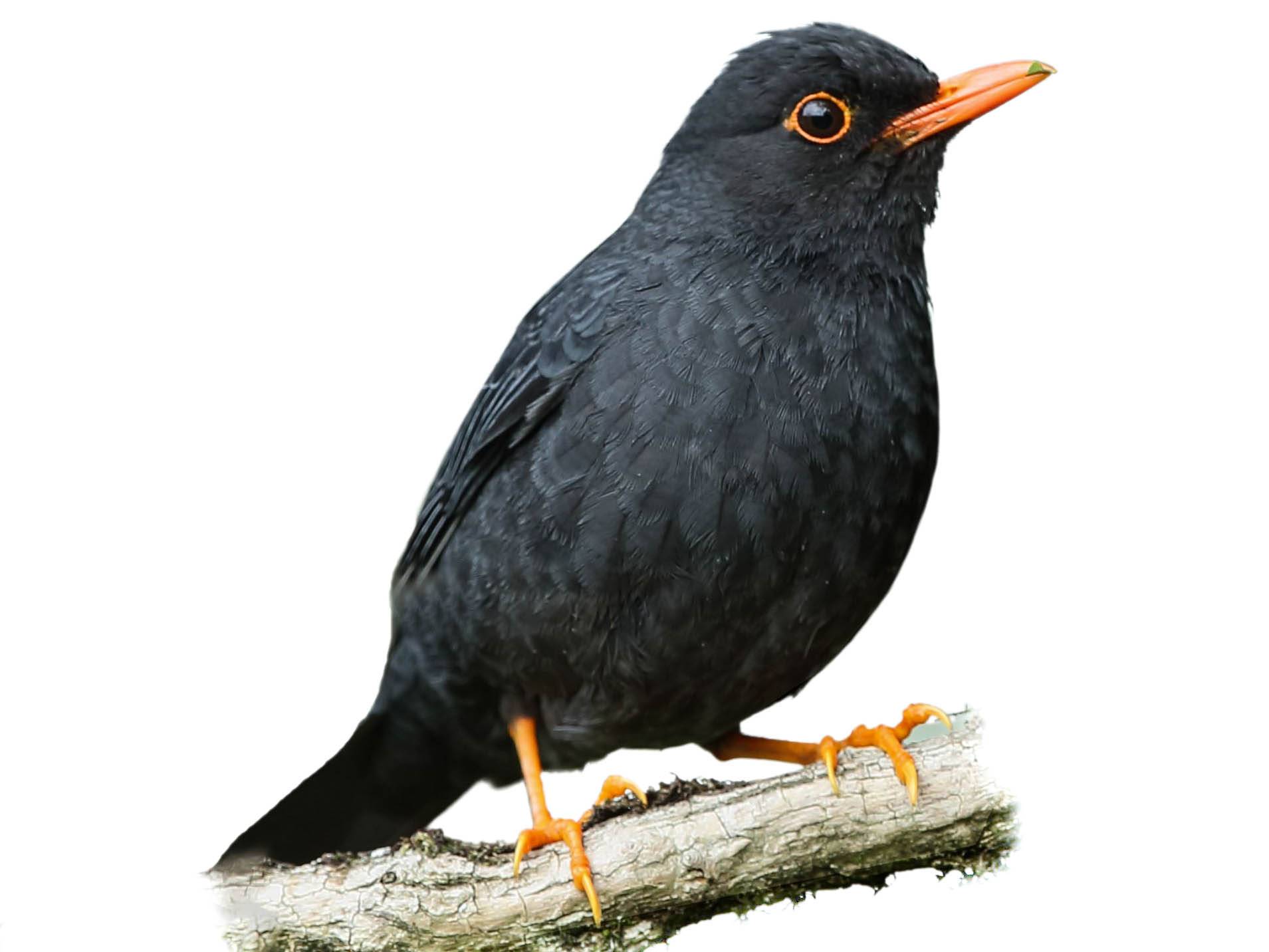 Indian Blackbird (Turdus simillimus) identification - Birda
