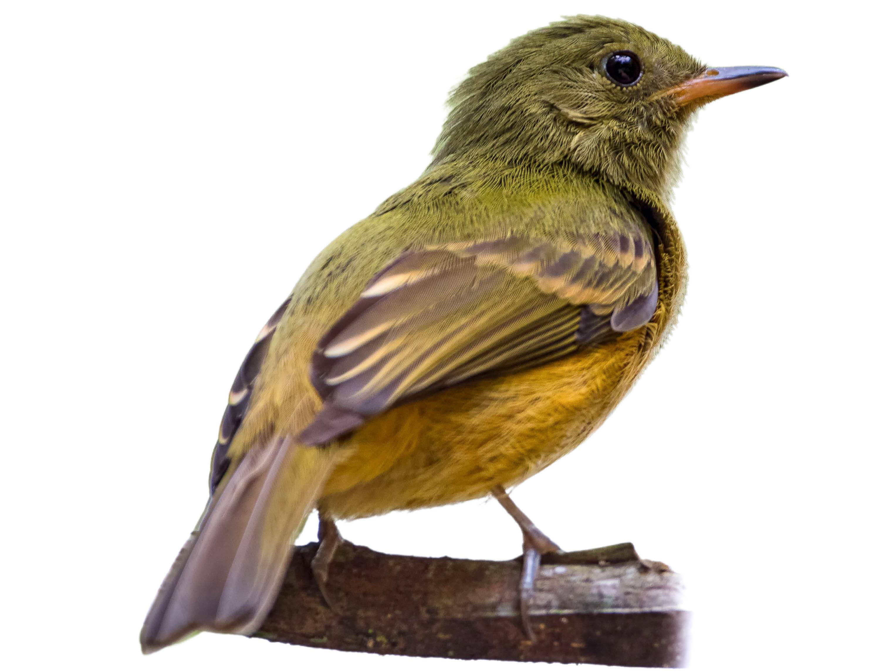 A photo of a Ochre-bellied Flycatcher (Mionectes oleagineus)