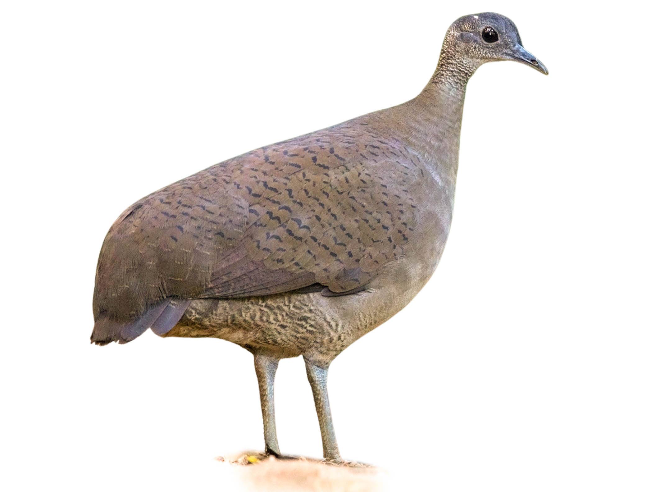 A photo of a Great Tinamou (Tinamus major)