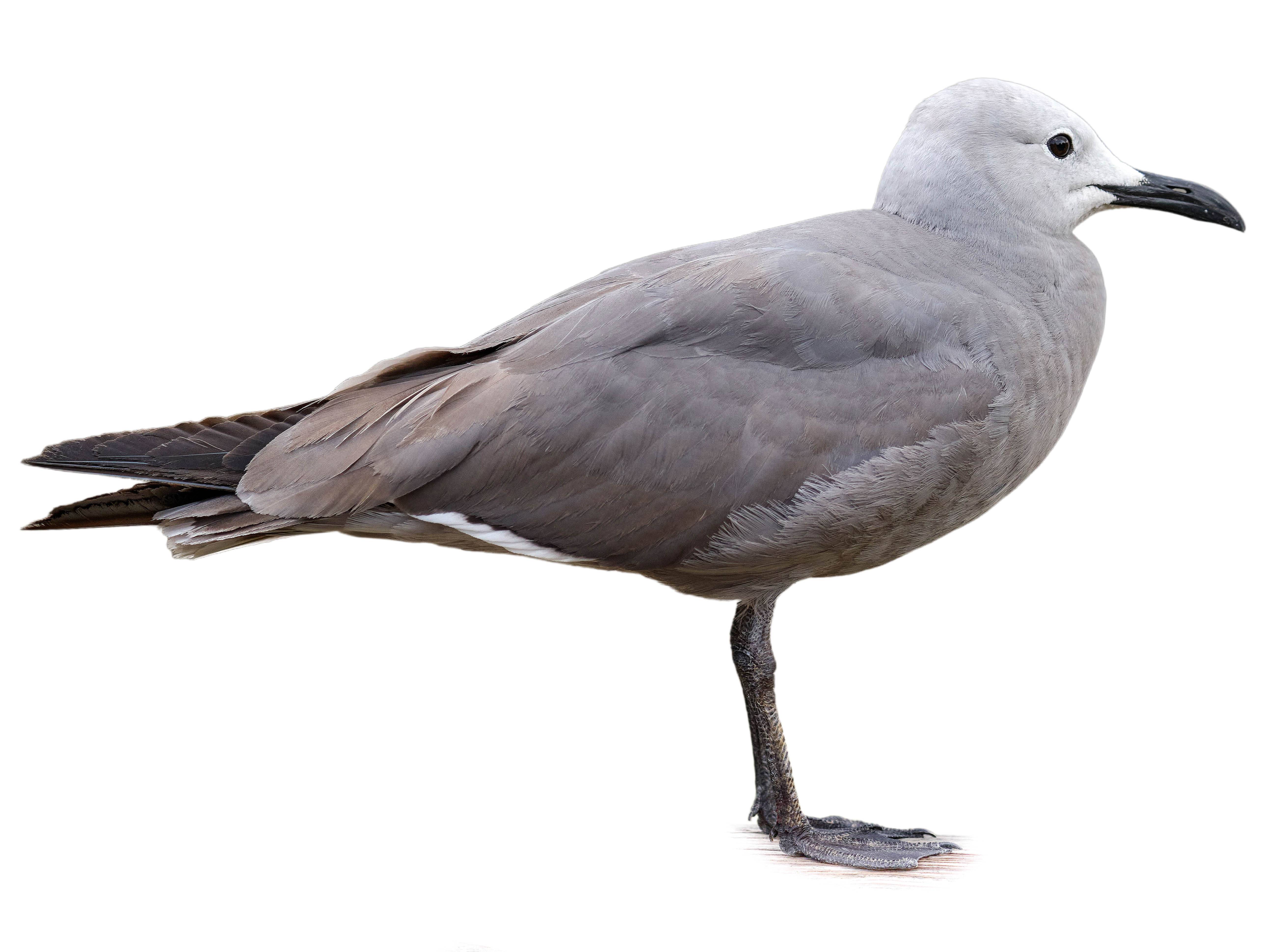 A photo of a Grey Gull (Leucophaeus modestus)