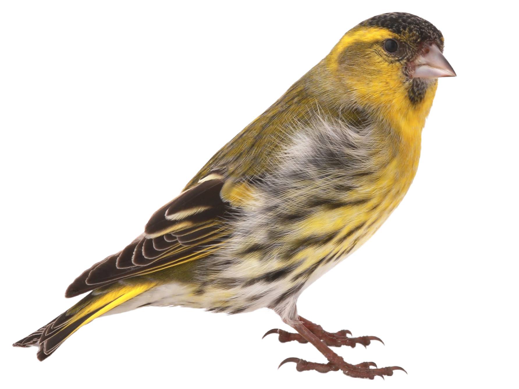 A photo of a Eurasian Siskin (Spinus spinus), male