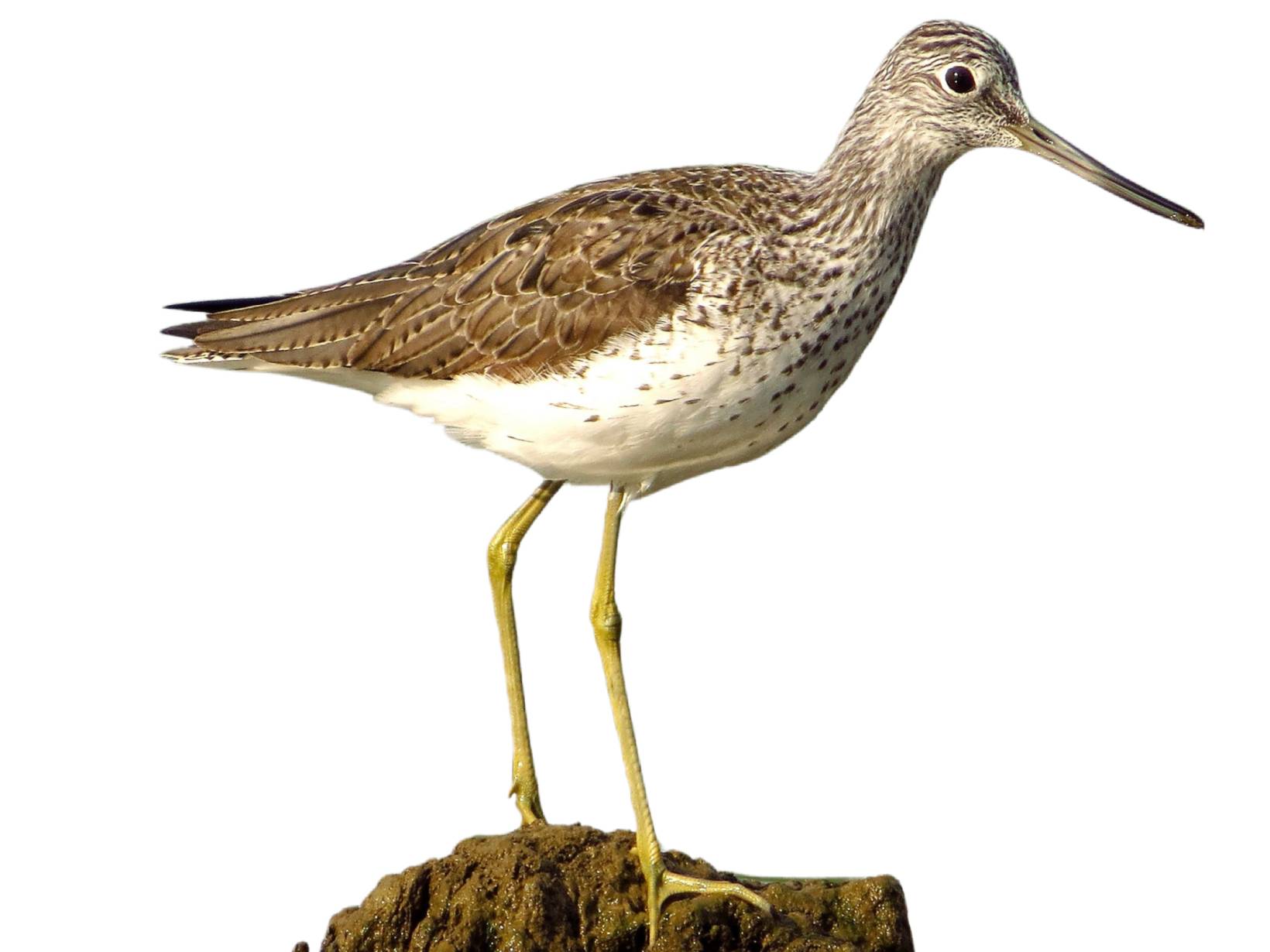 A photo of a Common Greenshank (Tringa nebularia)