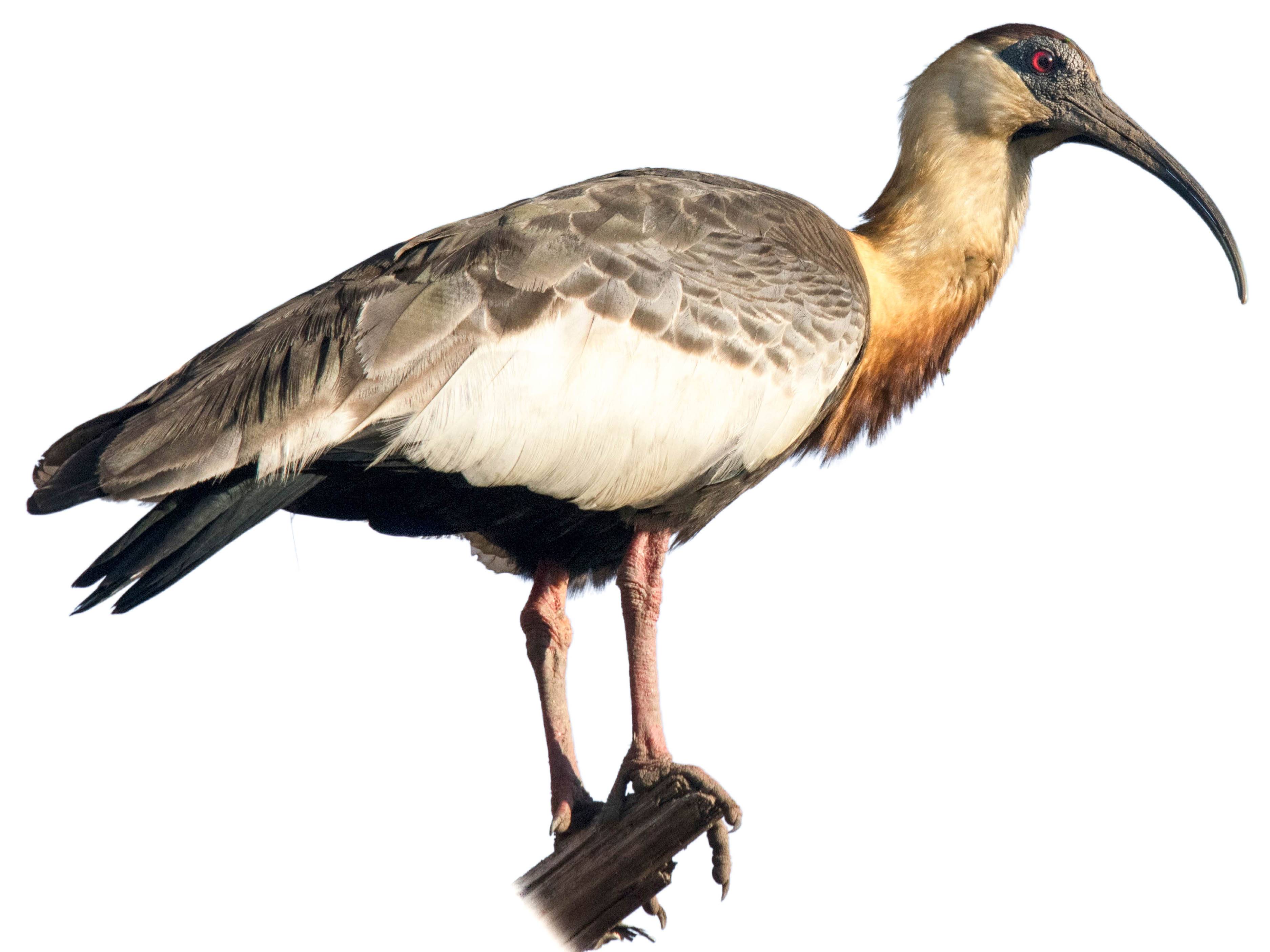 A photo of a Buff-necked Ibis (Theristicus caudatus)