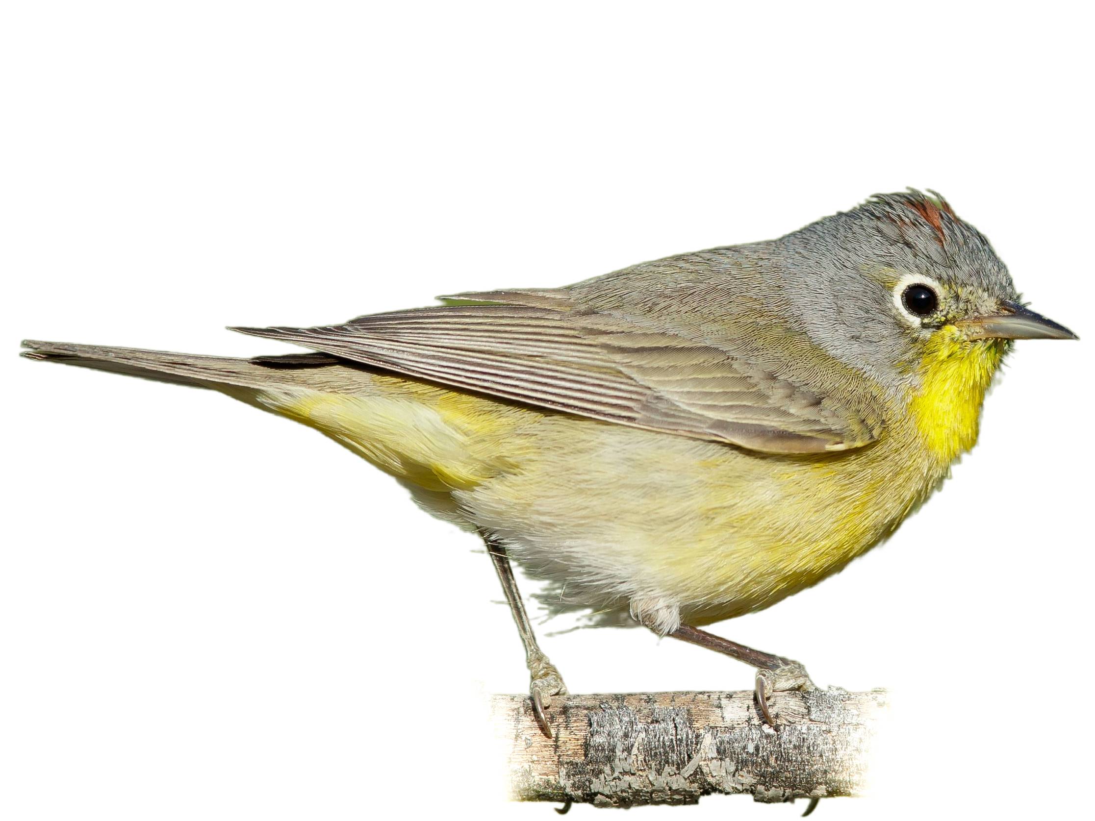 A photo of a Nashville Warbler (Leiothlypis ruficapilla), male