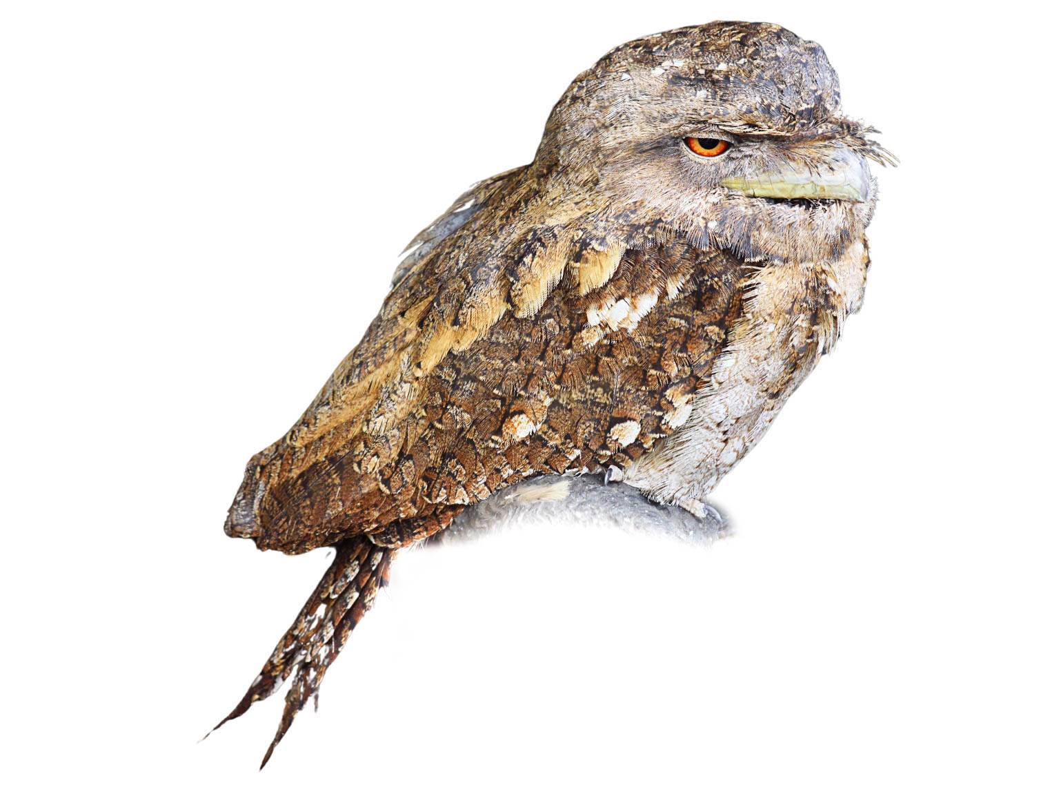 A photo of a Papuan Frogmouth (Podargus papuensis)