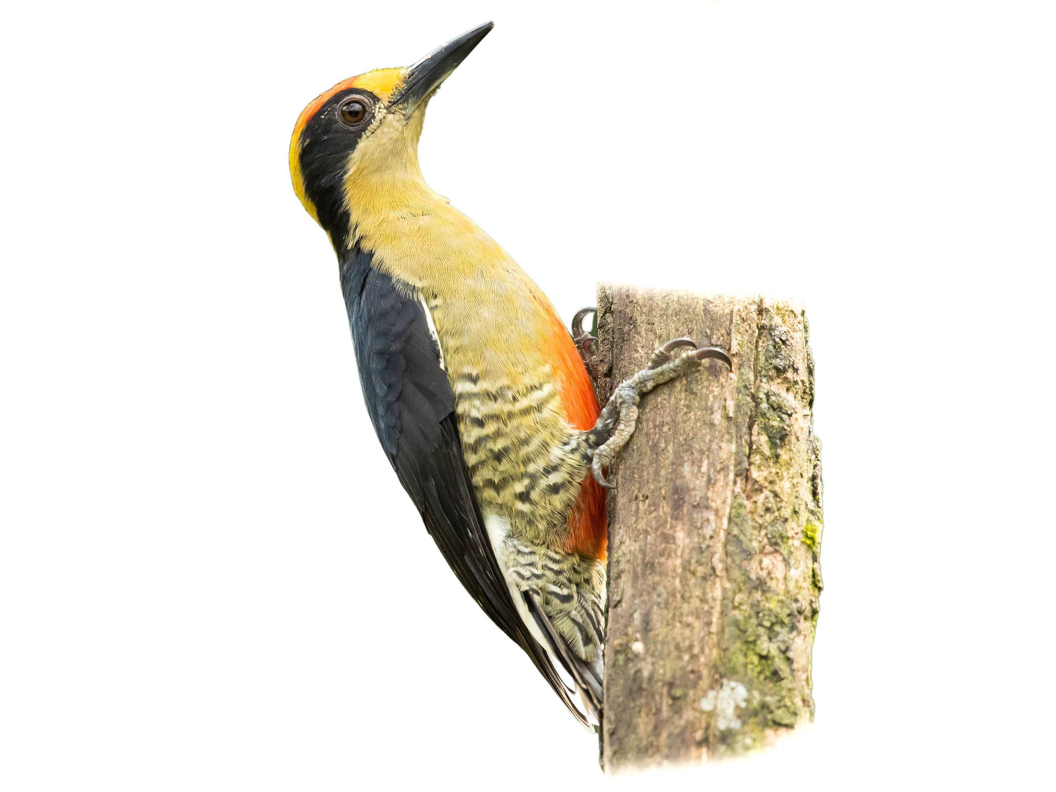 A photo of a Golden-naped Woodpecker (Melanerpes chrysauchen), male