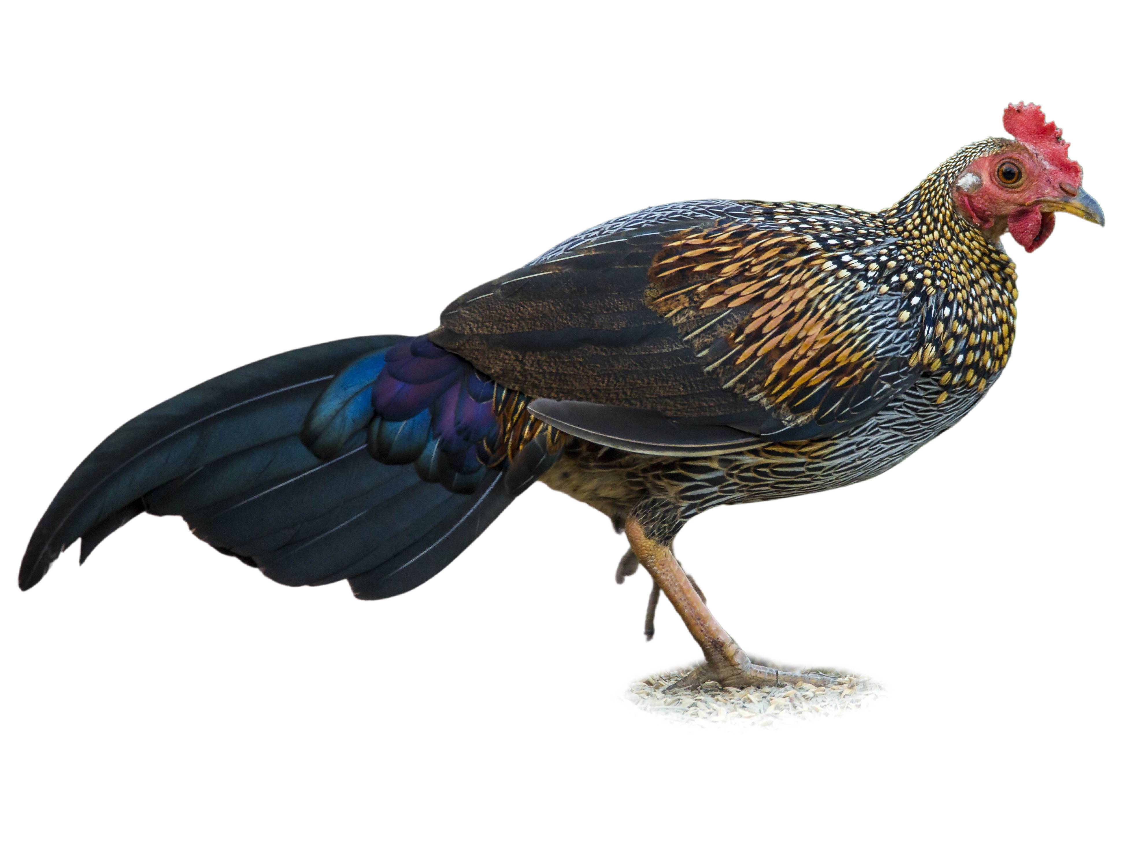 A photo of a Grey Junglefowl (Gallus sonneratii), male