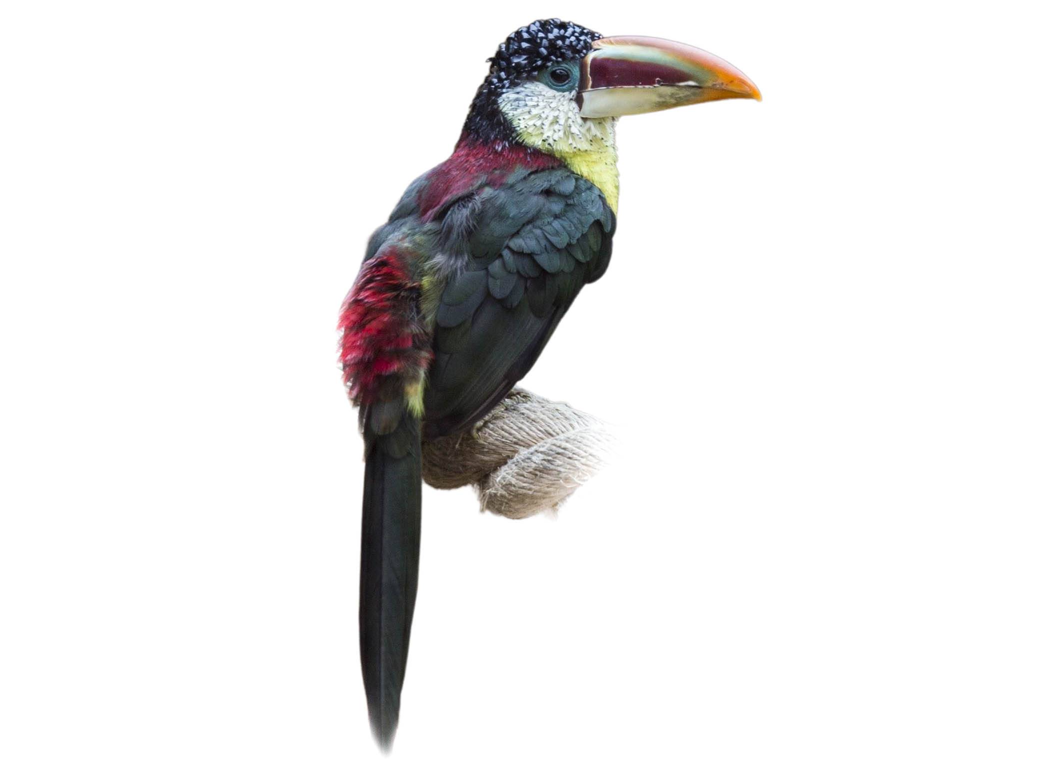 A photo of a Curl-crested Aracari (Pteroglossus beauharnaisii)