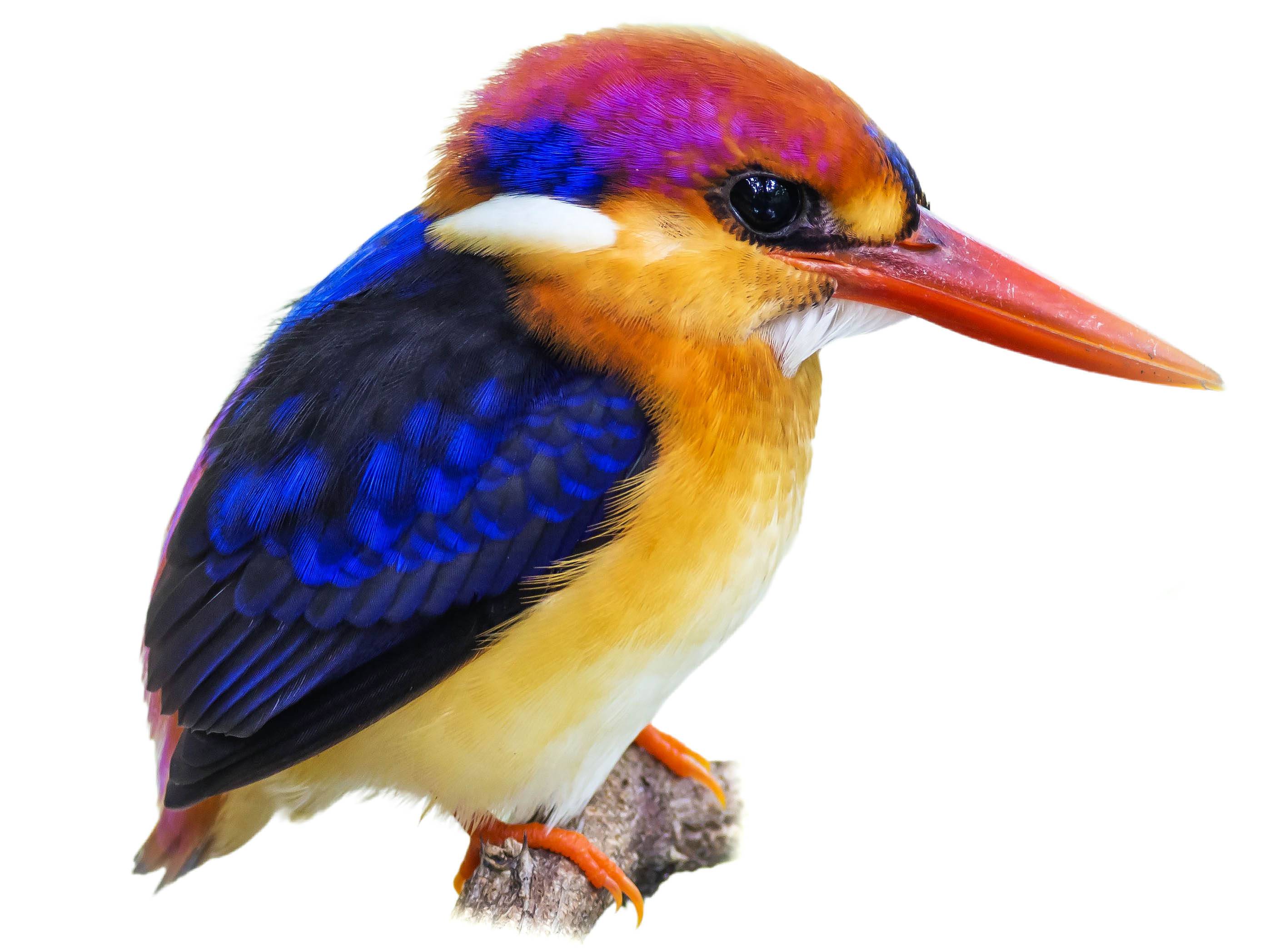 A photo of a Oriental Dwarf Kingfisher (Ceyx erithaca)