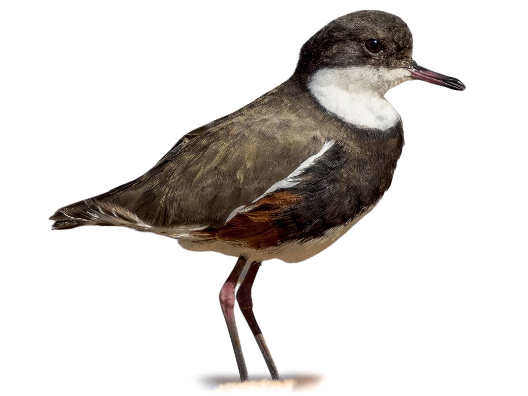 A photo of a Red-kneed Dotterel (Erythrogonys cinctus)