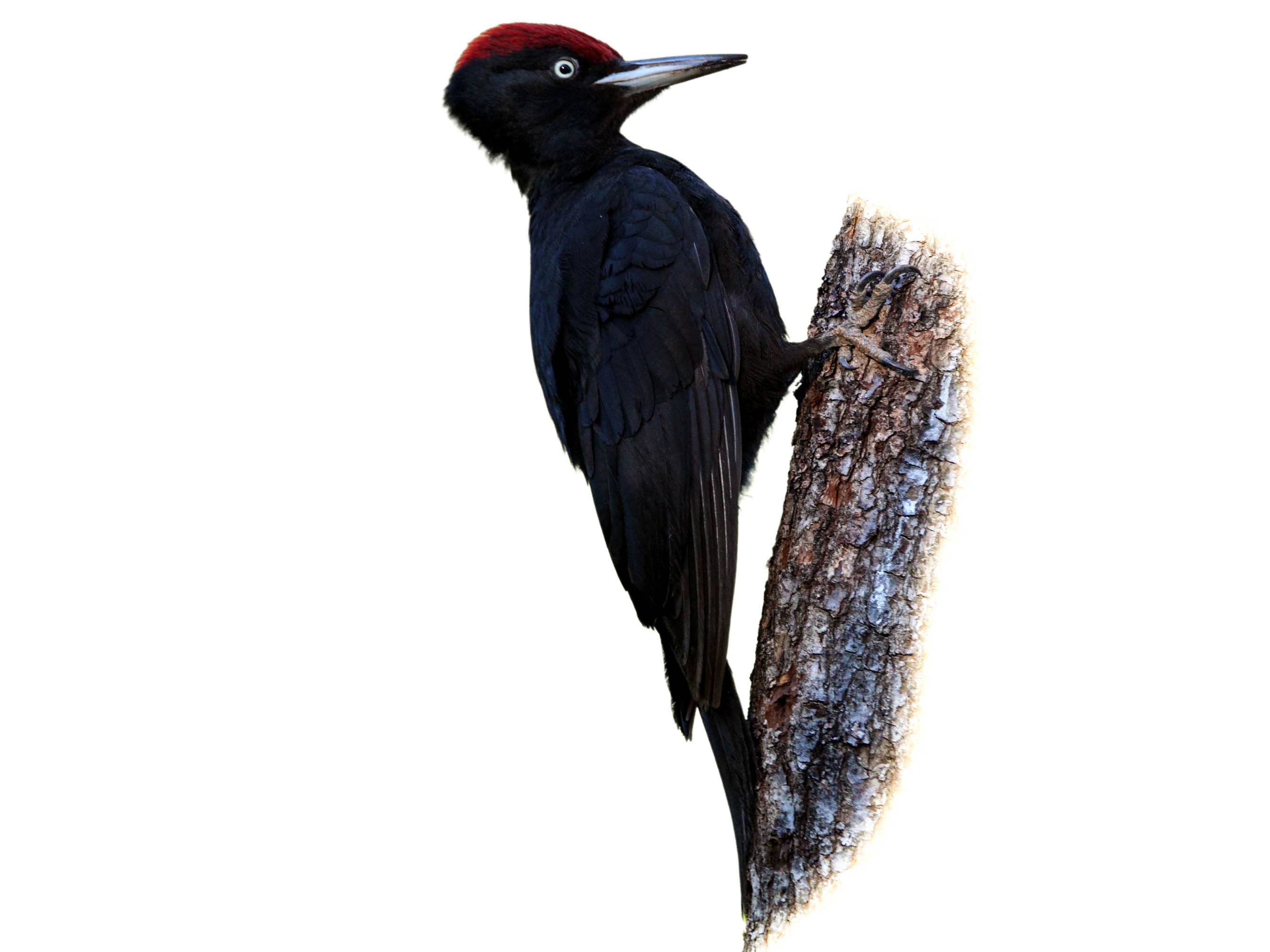 A photo of a Black Woodpecker (Dryocopus martius), male