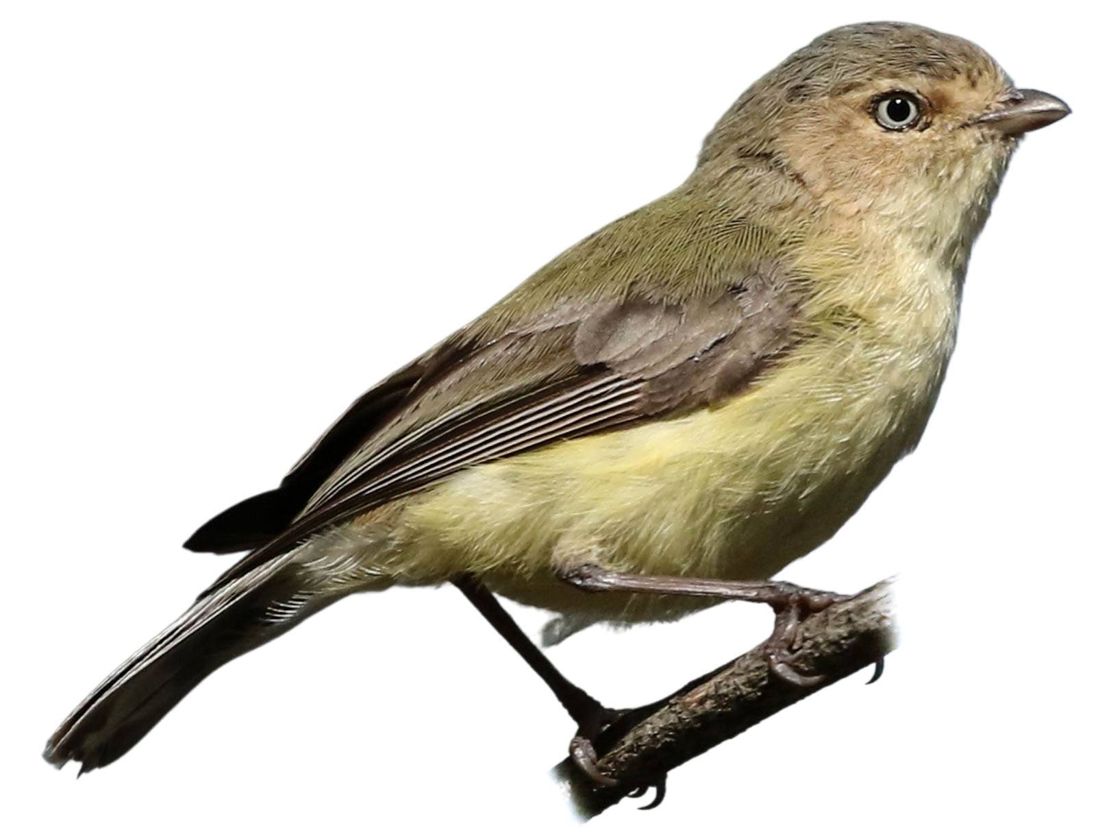 A photo of a Weebill (Smicrornis brevirostris)