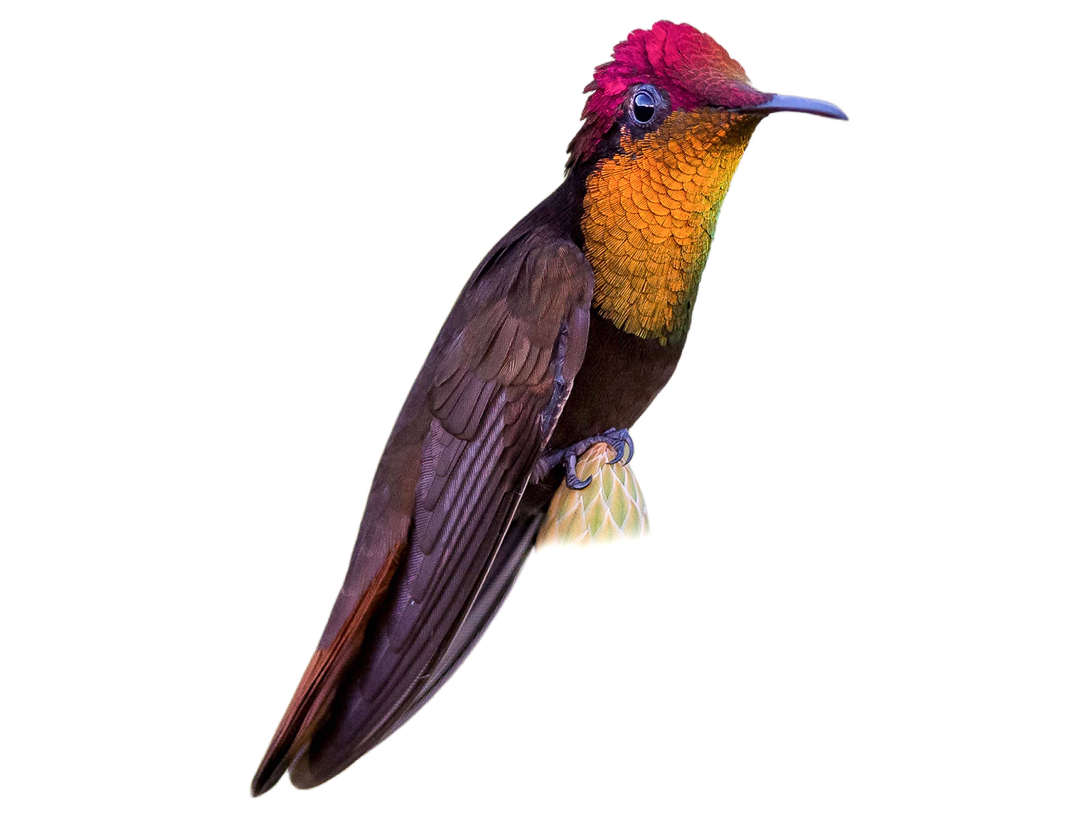 A photo of a Ruby-topaz Hummingbird (Chrysolampis mosquitus), male