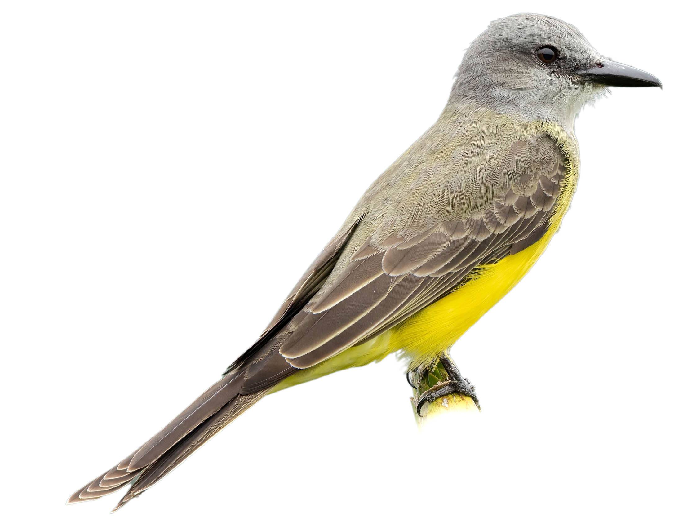 A photo of a Tropical Kingbird (Tyrannus melancholicus)