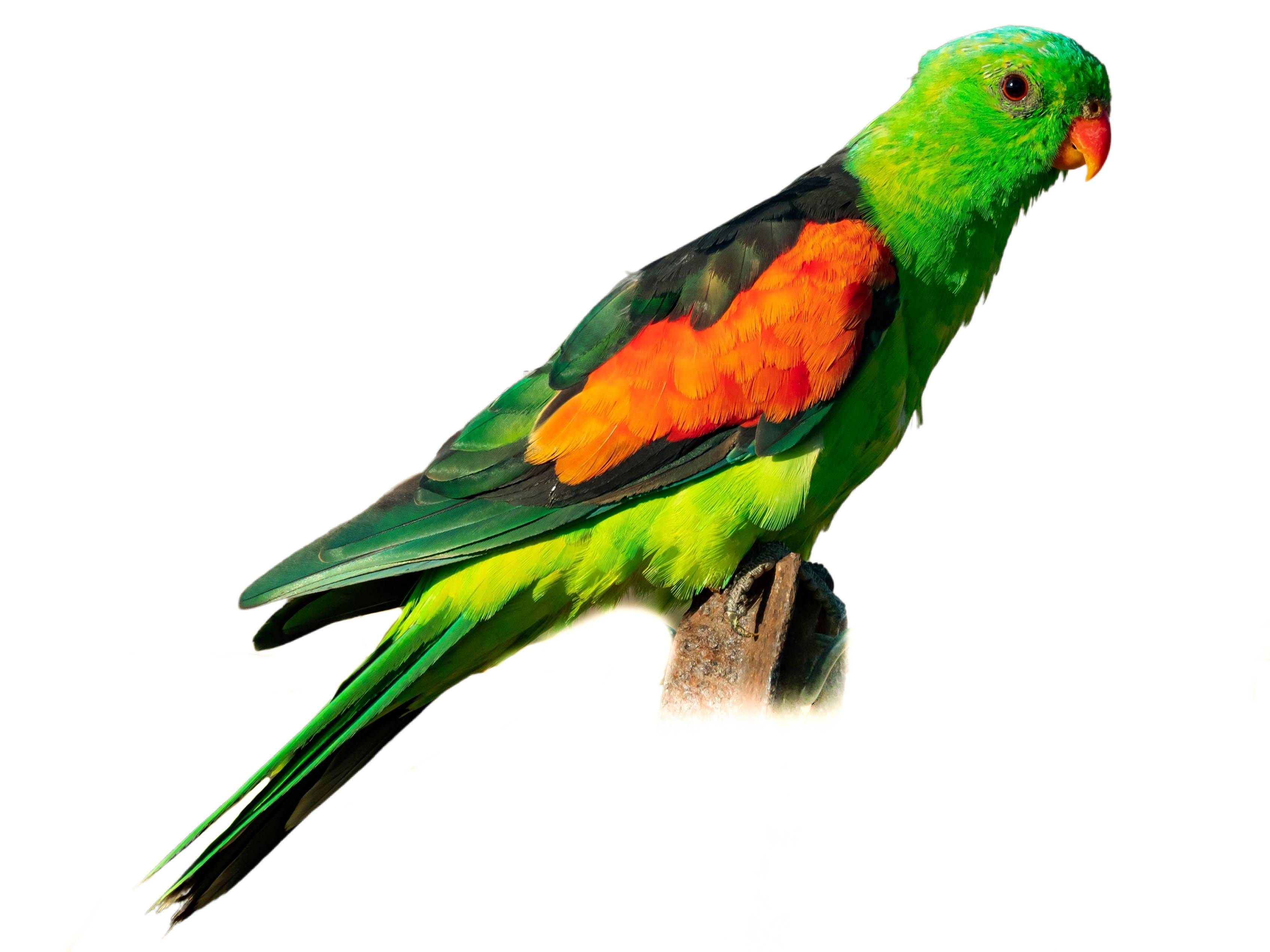 A photo of a Red-winged Parrot (Aprosmictus erythropterus), male