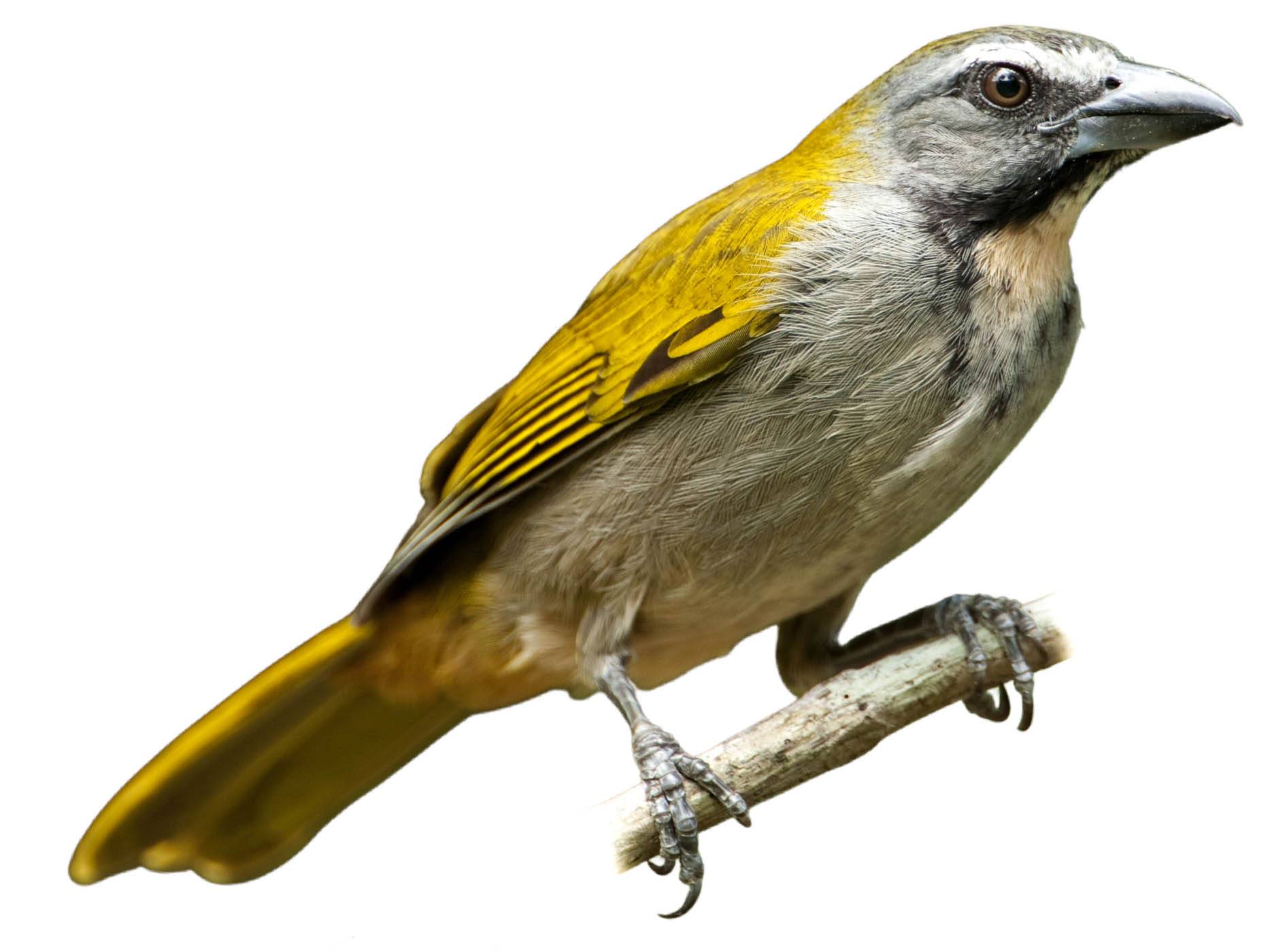 A photo of a Buff-throated Saltator (Saltator maximus)