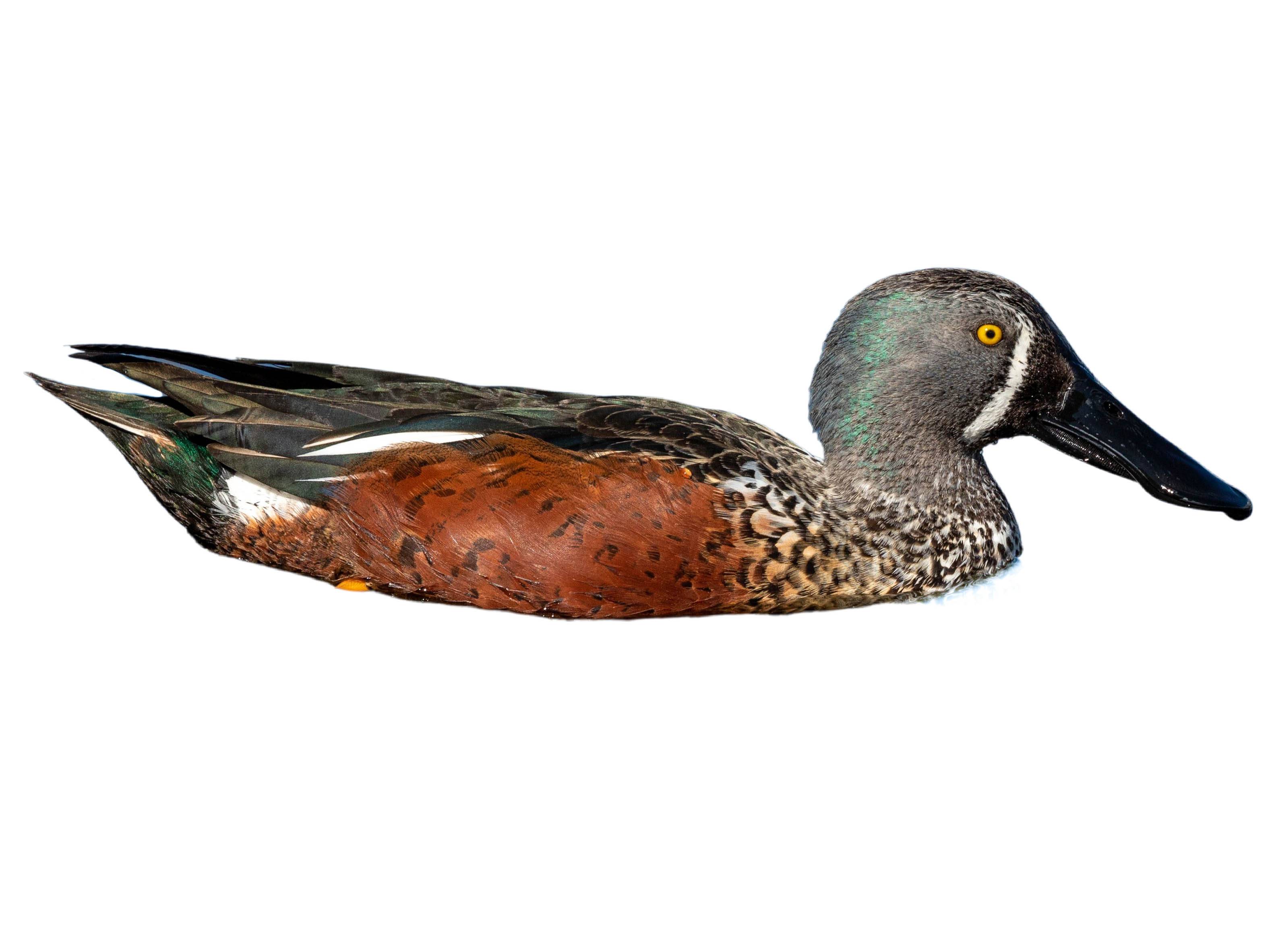 A photo of a Australasian Shoveler (Spatula rhynchotis), male