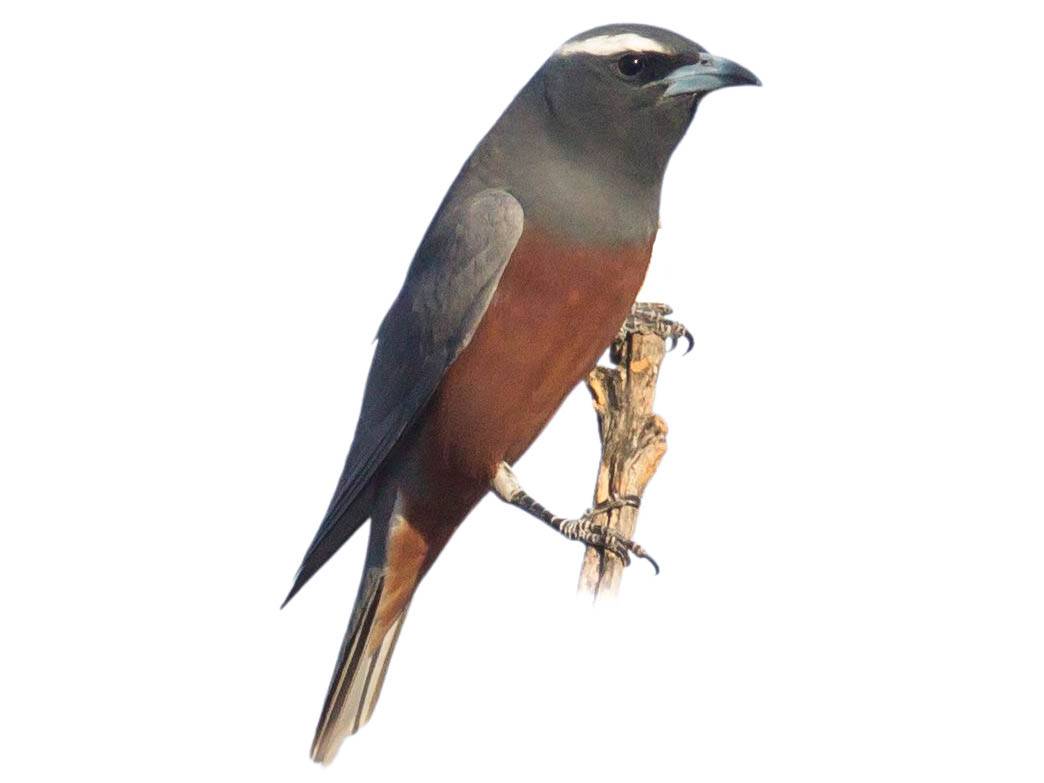 A photo of a White-browed Woodswallow (Artamus superciliosus), male