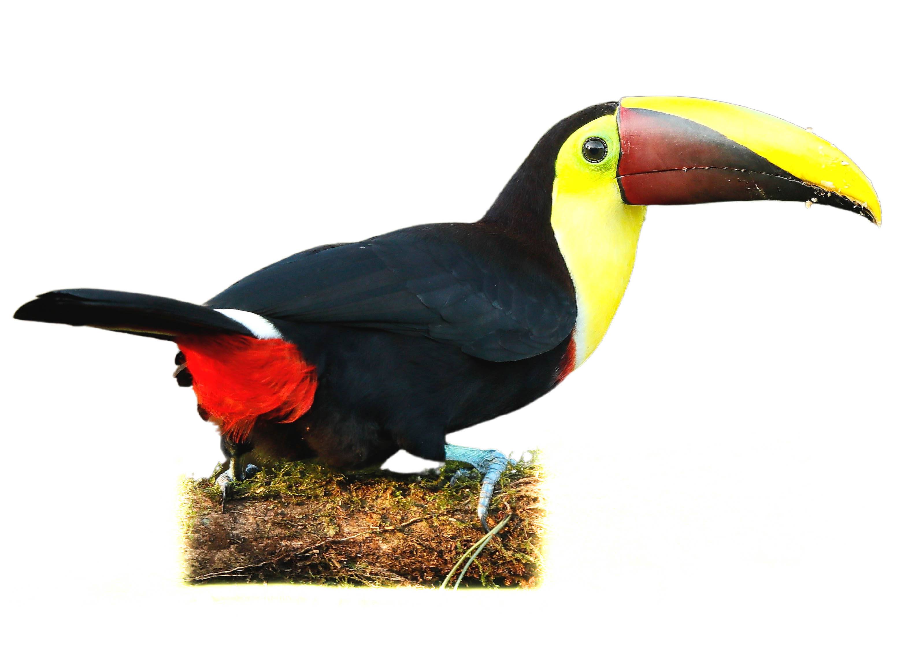 A photo of a Yellow-throated Toucan (Ramphastos ambiguus)