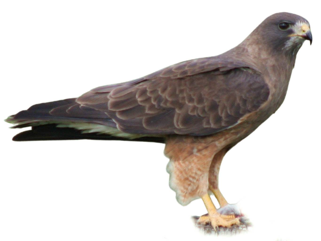 A photo of a Swainson's Hawk (Buteo swainsoni)