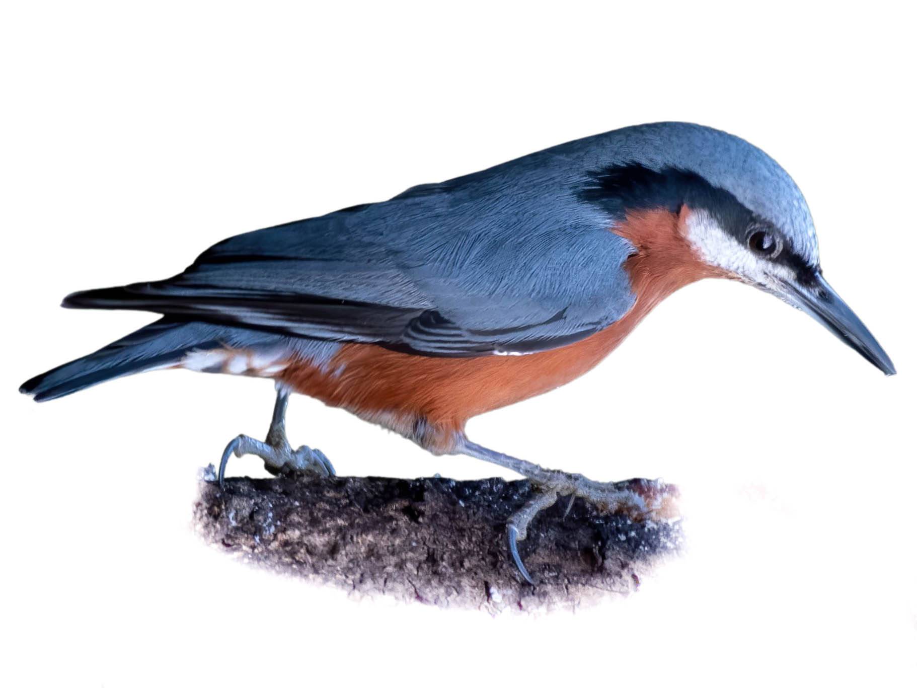 A photo of a Chestnut-bellied Nuthatch (Sitta cinnamoventris), male