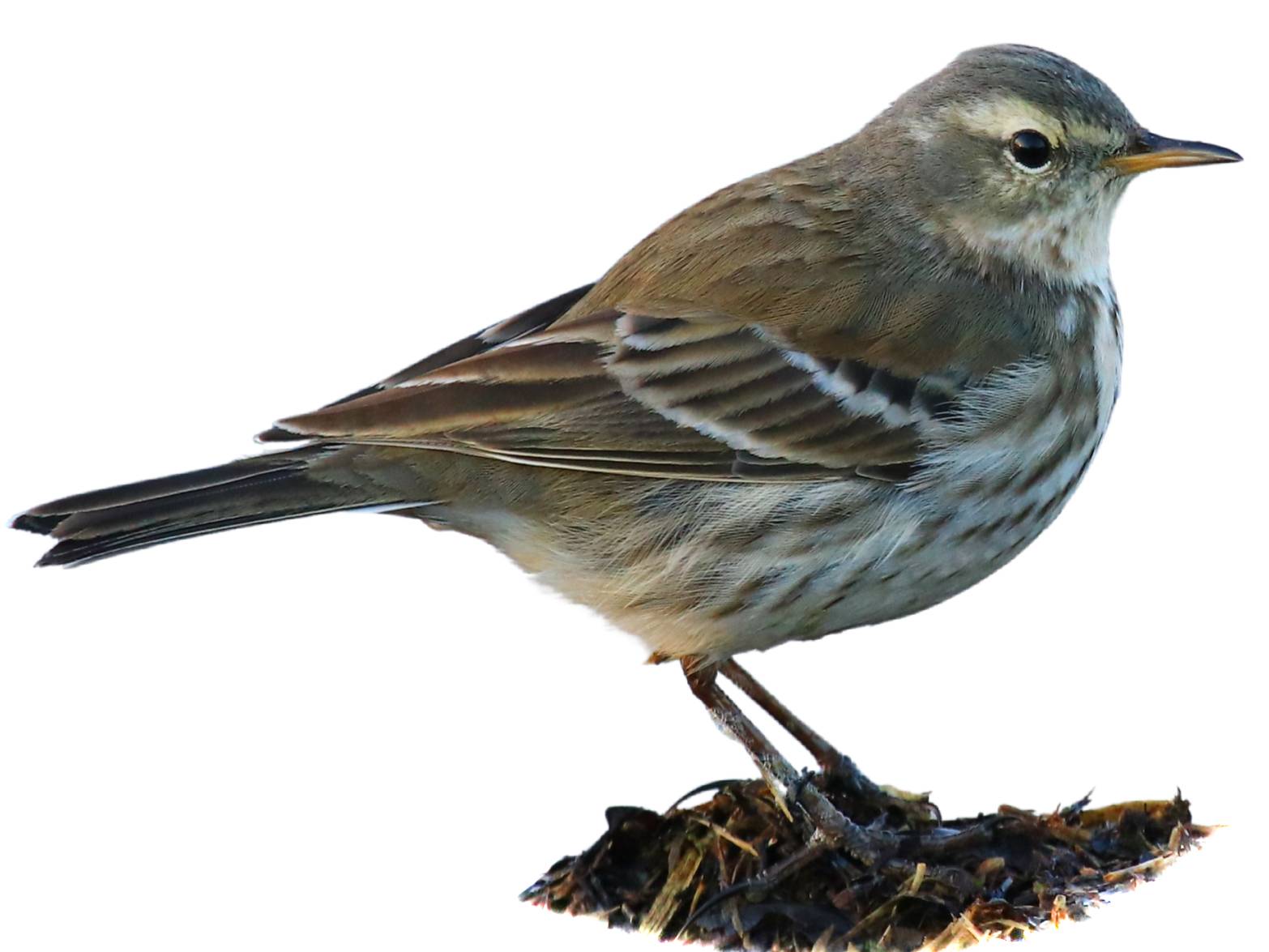 A photo of a Water Pipit (Anthus spinoletta)