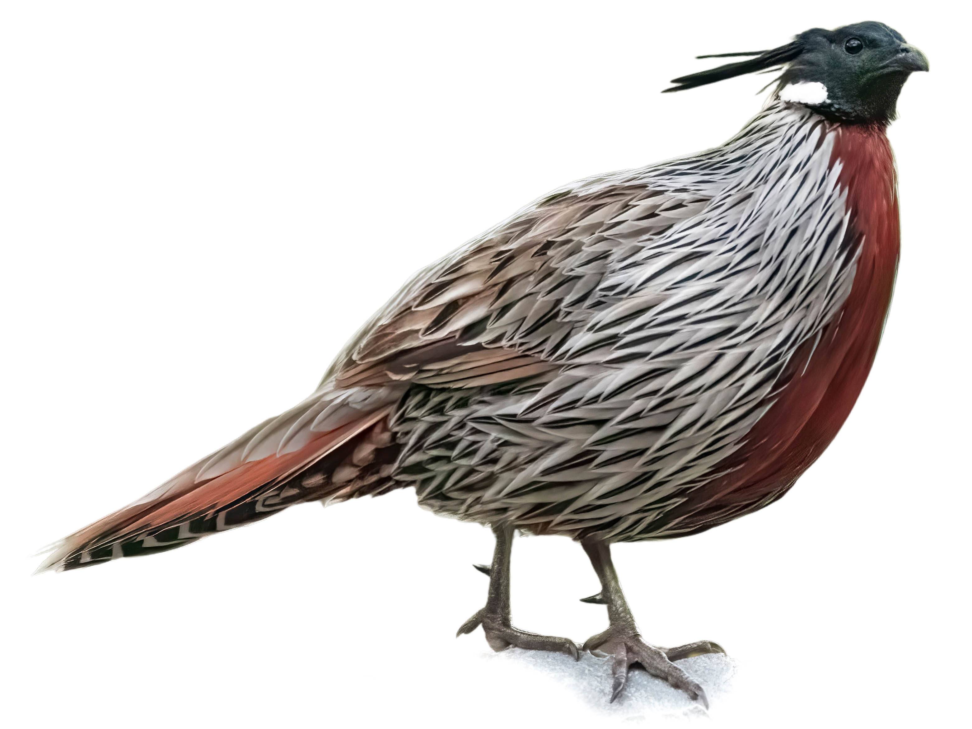 Pheasant Rooster & Hen: Ultimate Identification Guide - synopac