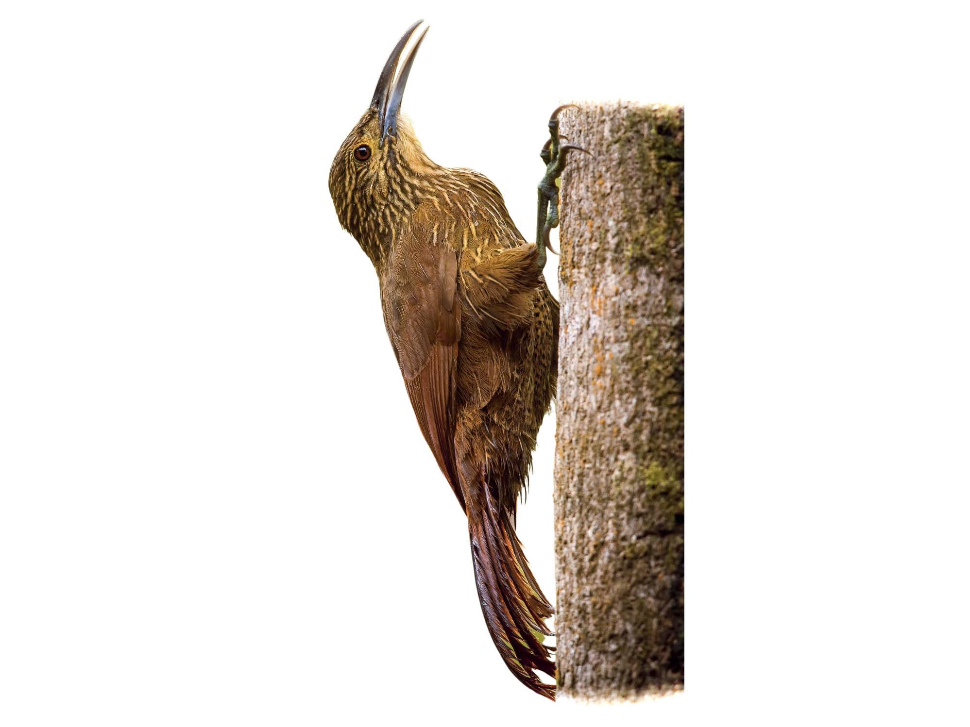 A photo of a Strong-billed Woodcreeper (Xiphocolaptes promeropirhynchus)