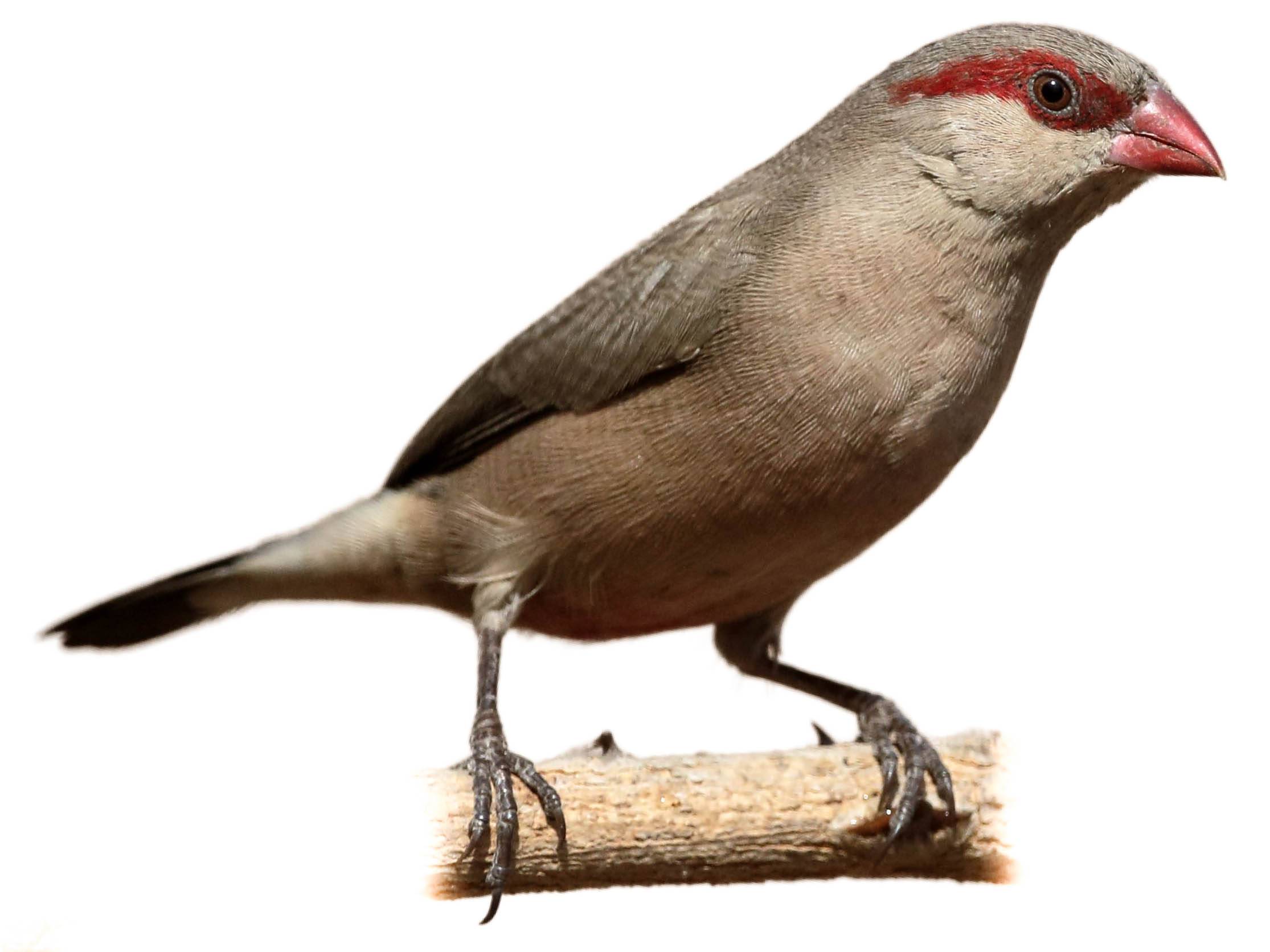 A photo of a Black-rumped Waxbill (Estrilda troglodytes)