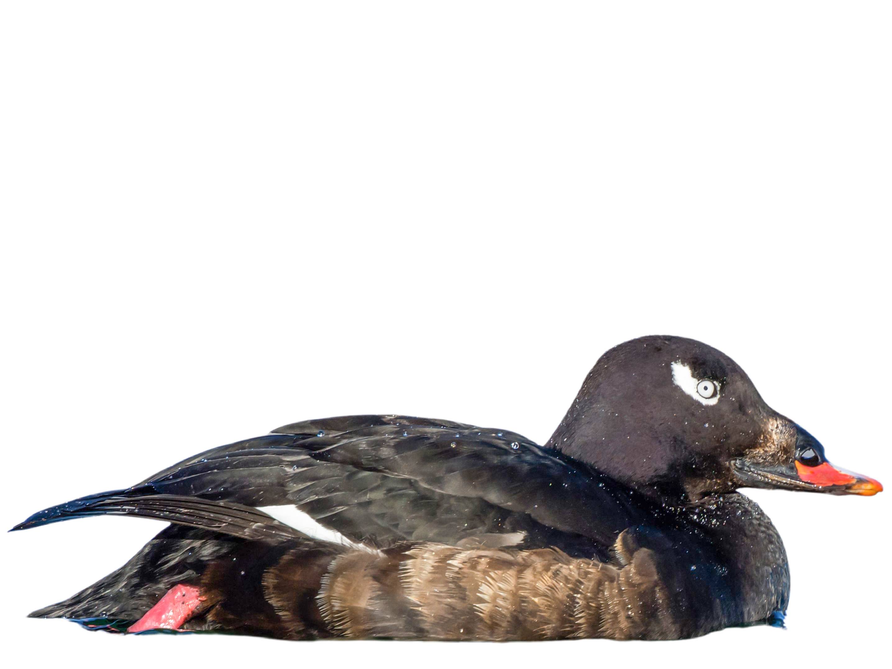 A photo of a White-winged Scoter (Melanitta deglandi), male