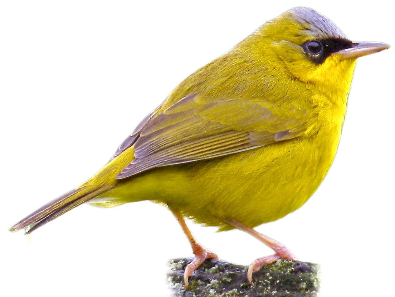 A photo of a Masked Yellowthroat (Geothlypis aequinoctialis), male