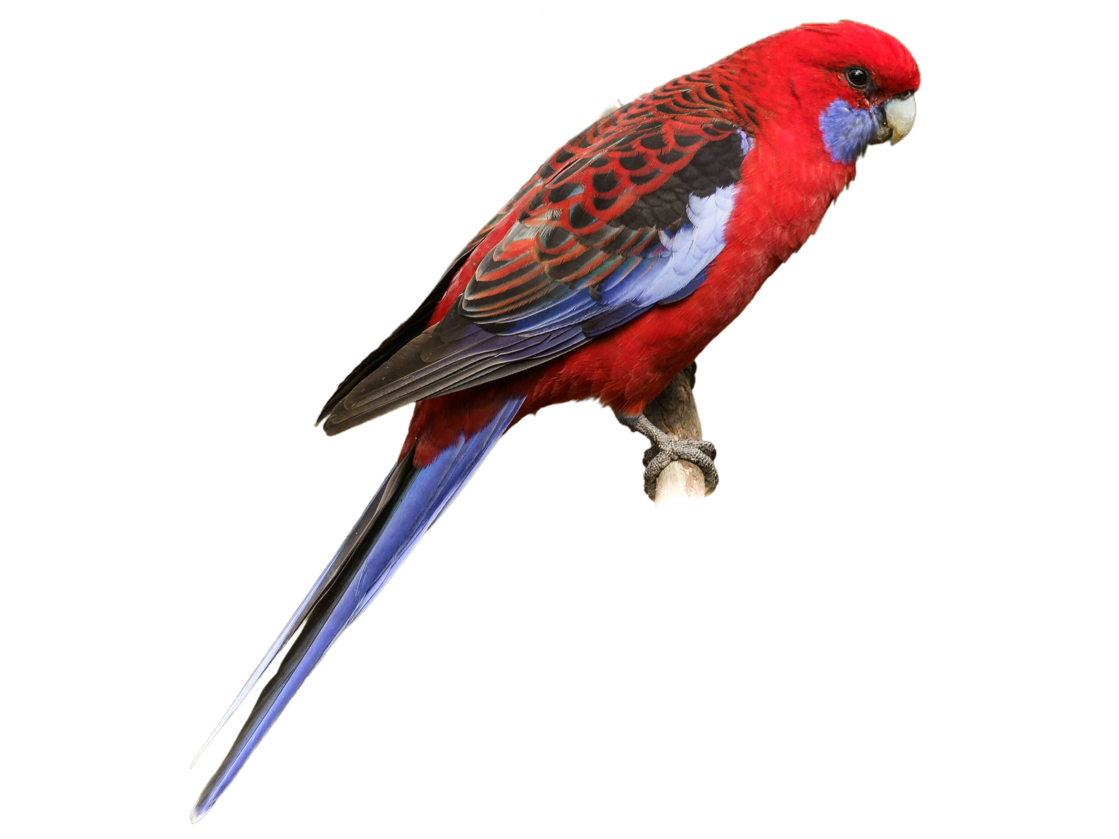 A photo of a Crimson Rosella (Platycercus elegans)