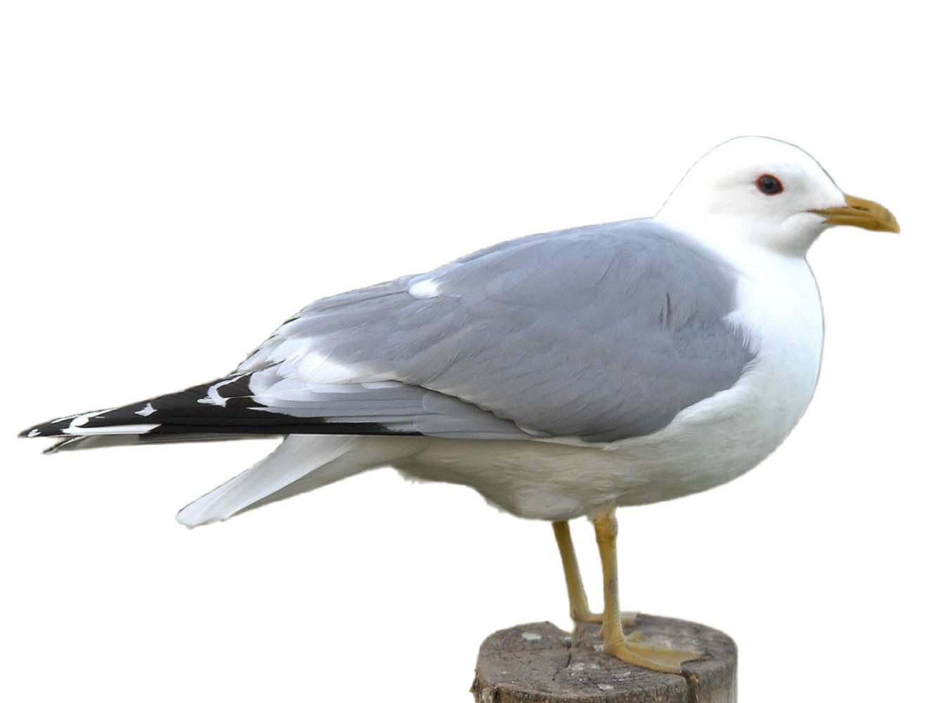 A photo of a Common Gull (Larus canus)