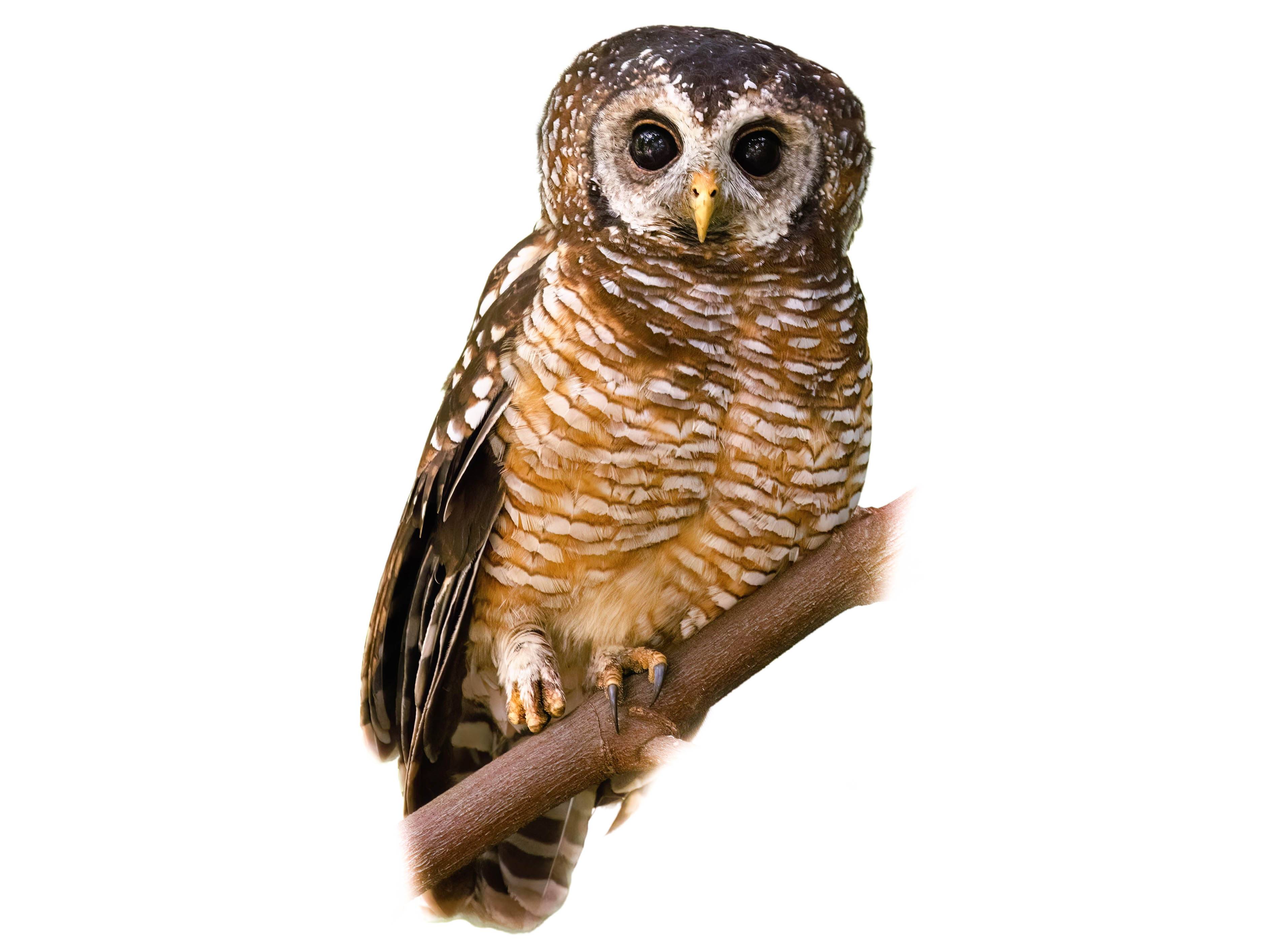 A photo of a African Wood-Owl (Strix woodfordii)