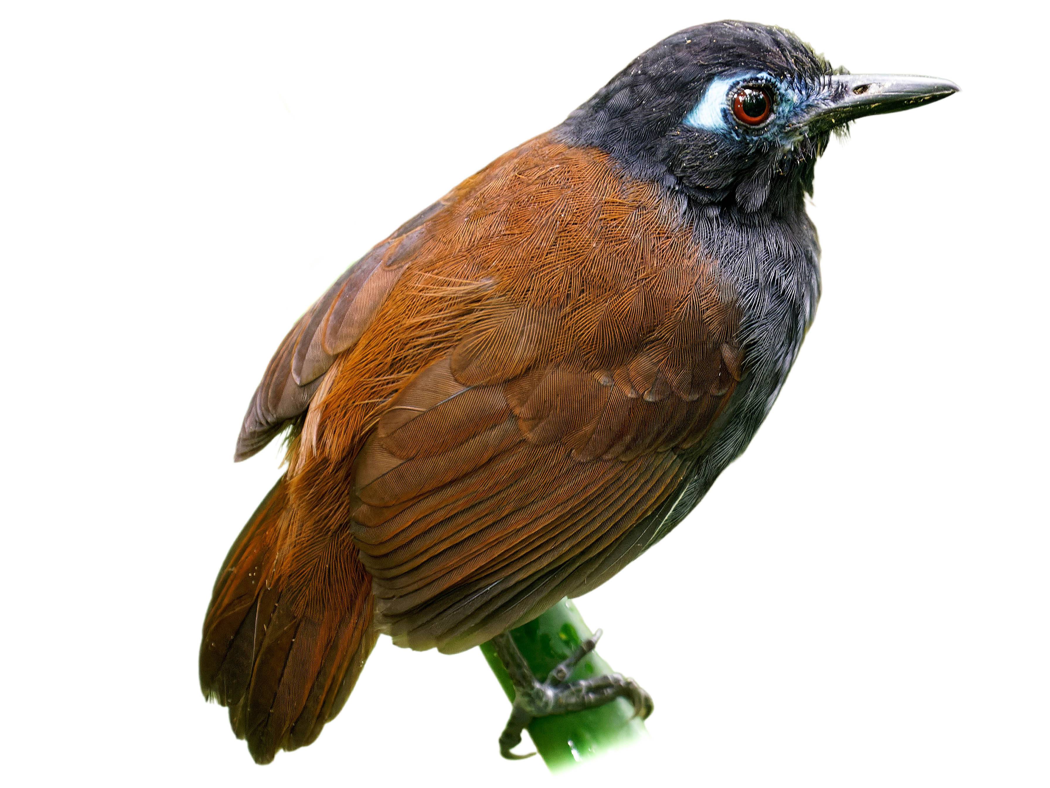 A photo of a Chestnut-backed Antbird (Poliocrania exsul), female