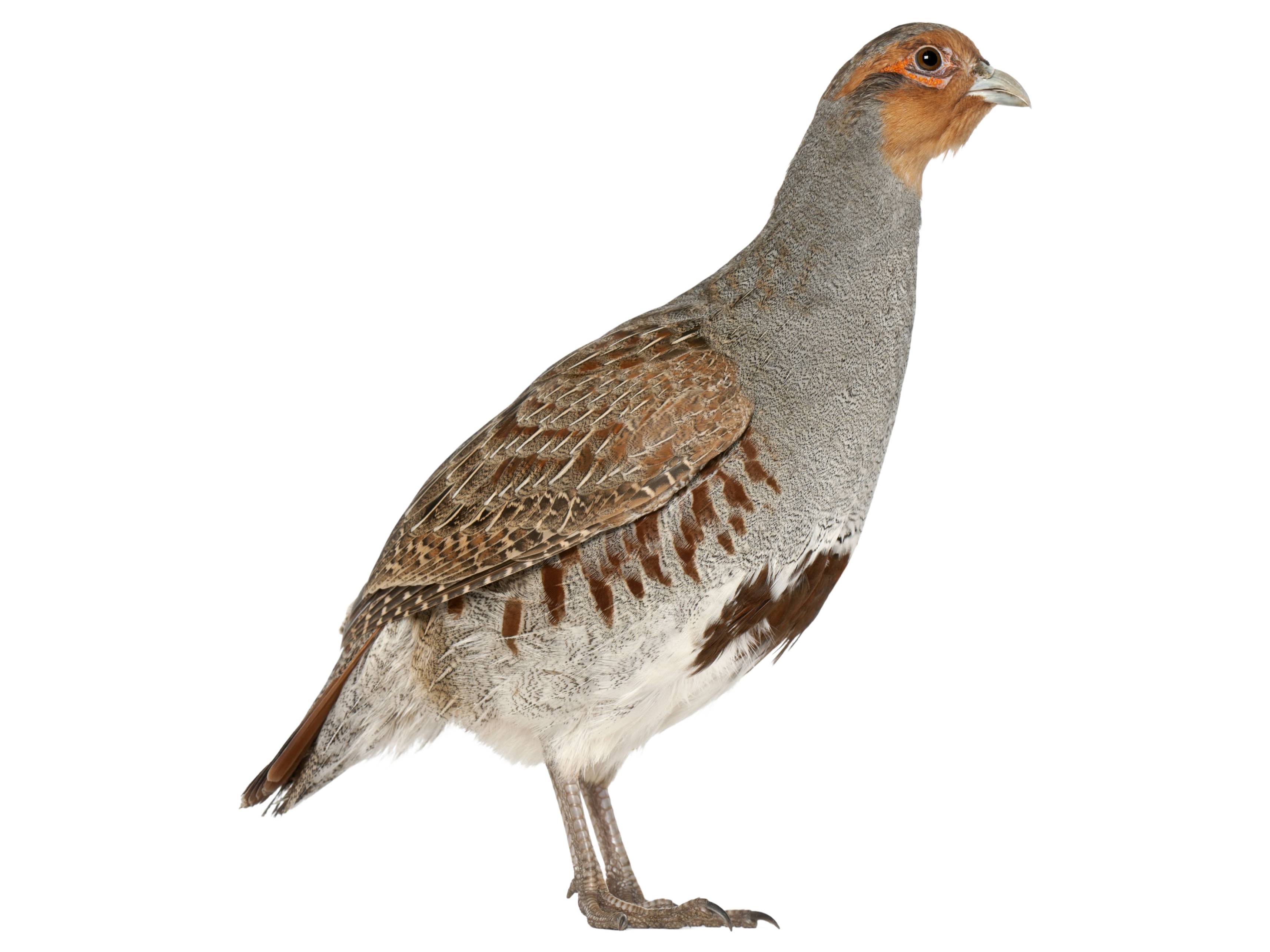 A photo of a Grey Partridge (Perdix perdix)