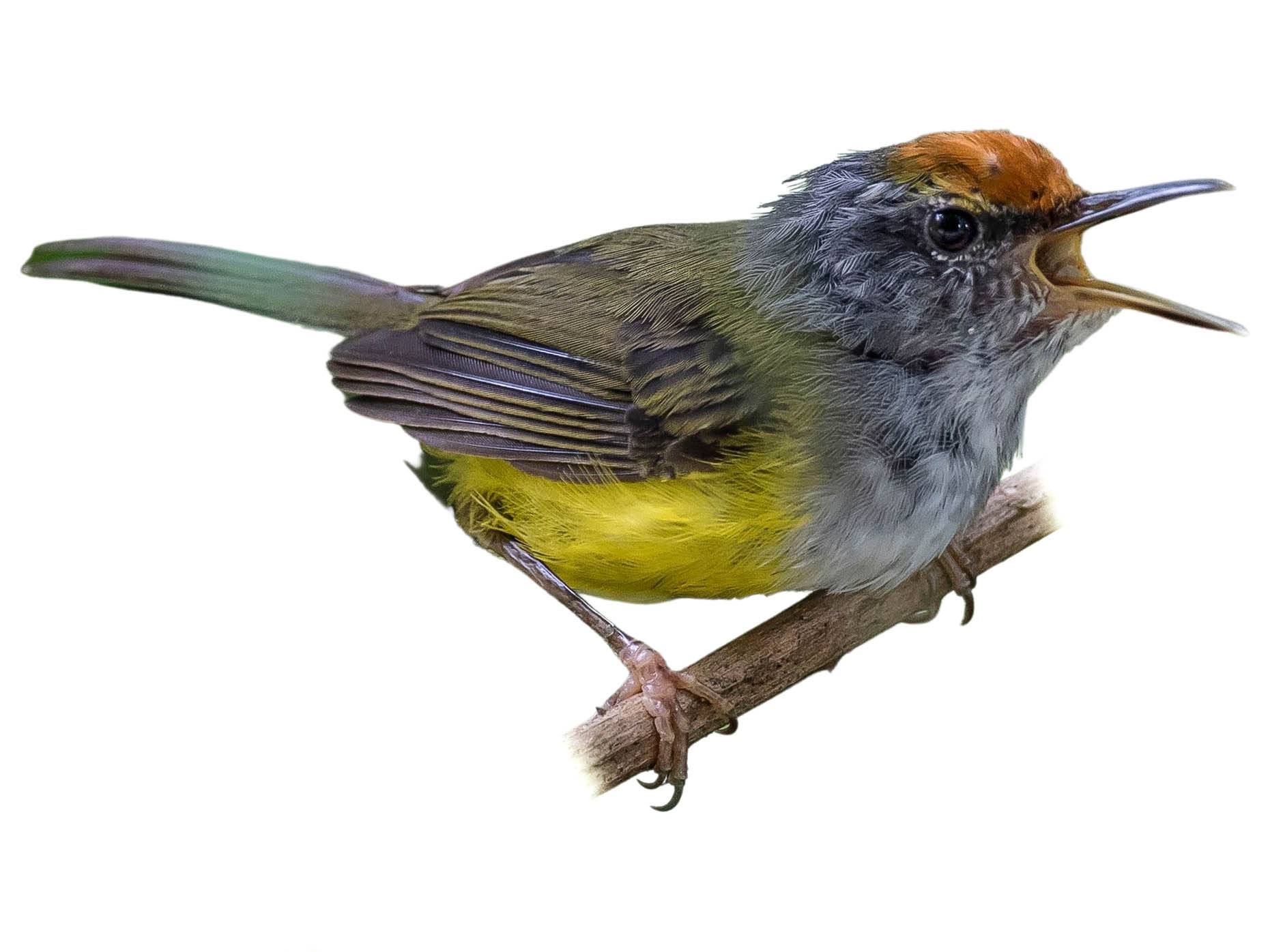 A photo of a Mountain Tailorbird (Phyllergates cucullatus)