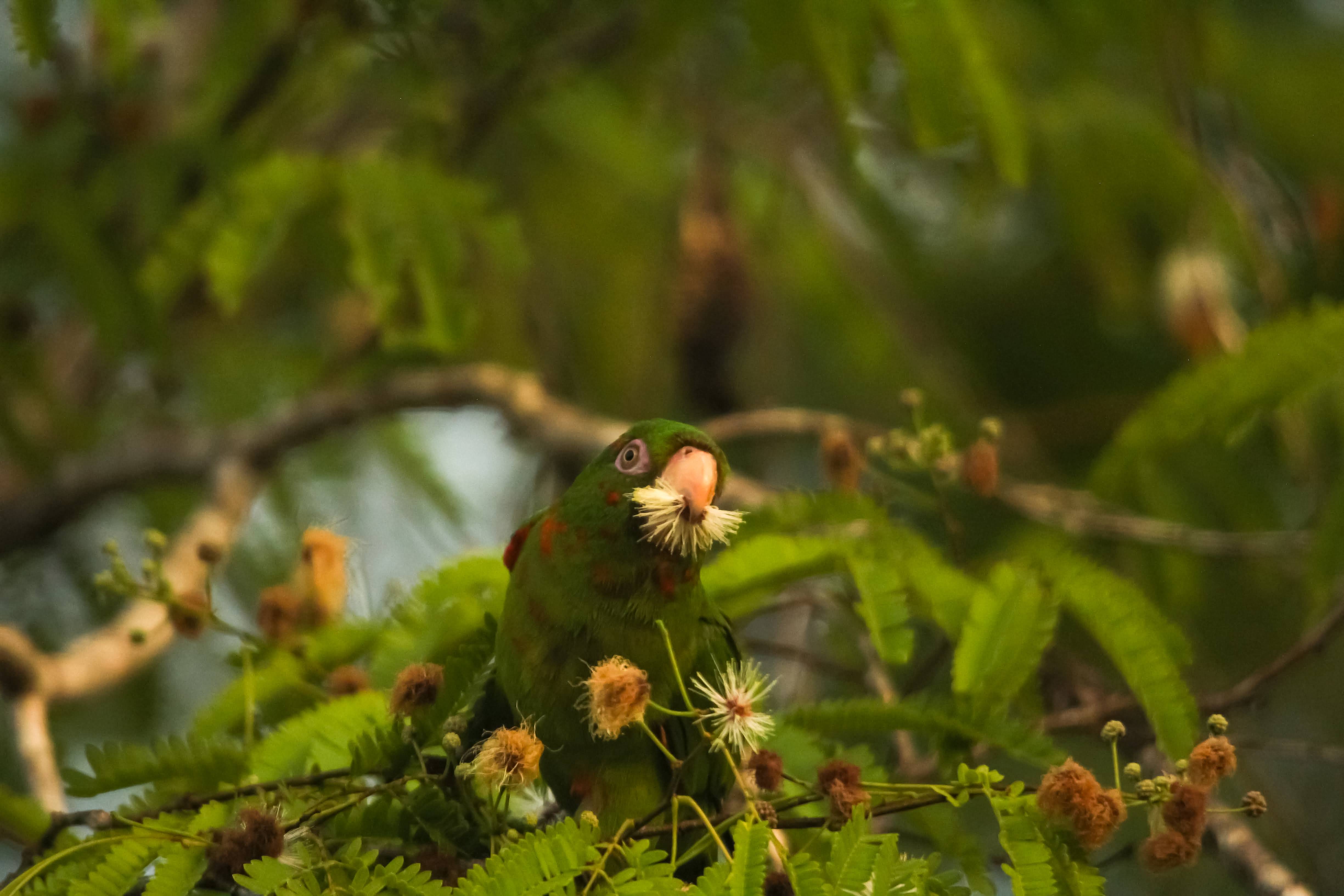 A photo of a Cuban Parakeet photographed in  Playa Larga, Matanzas, Cuba