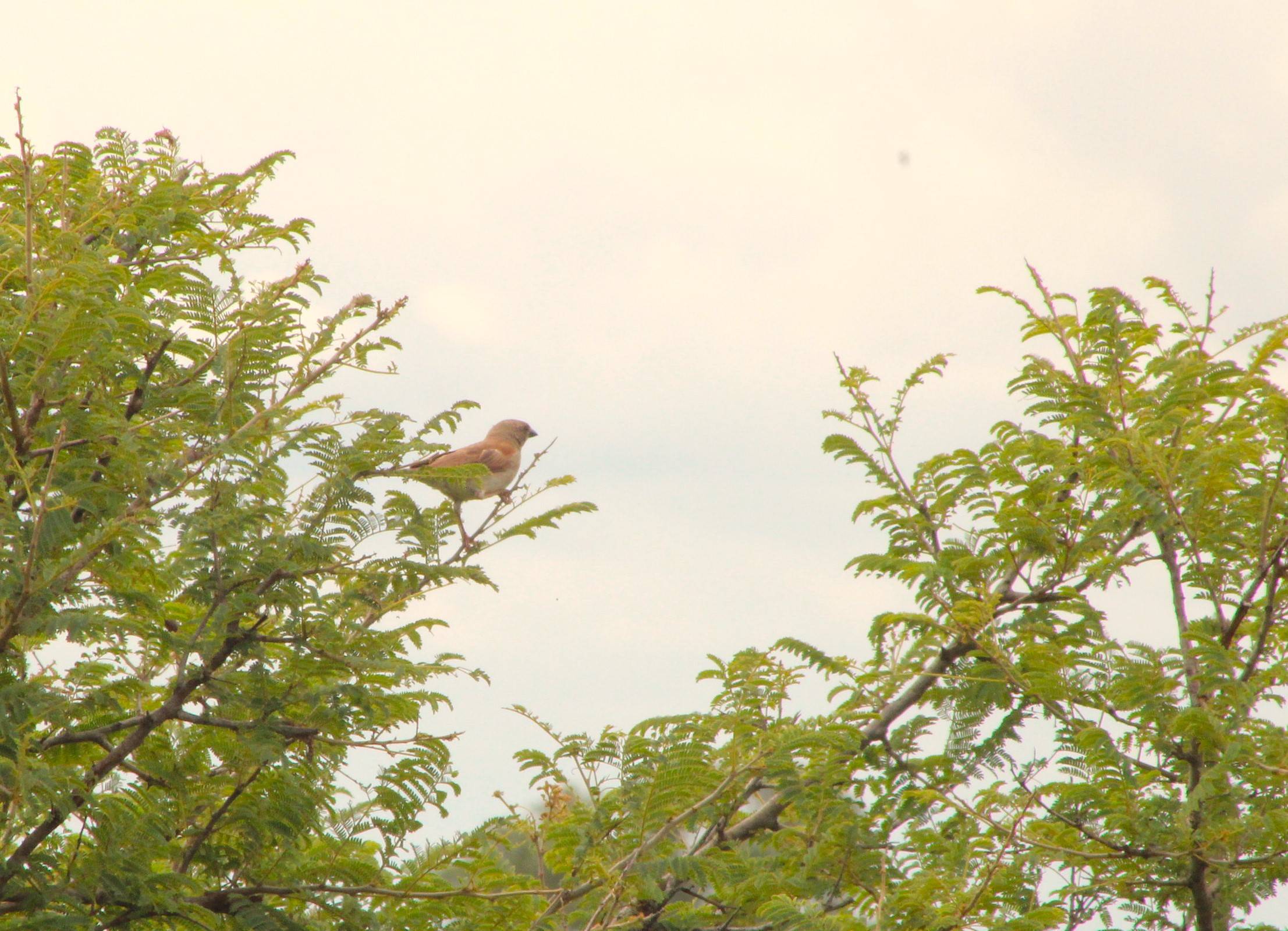 A photo of a Southern Grey-headed Sparrow photographed in  Maroela Campsite, Mpumalanga, South Africa