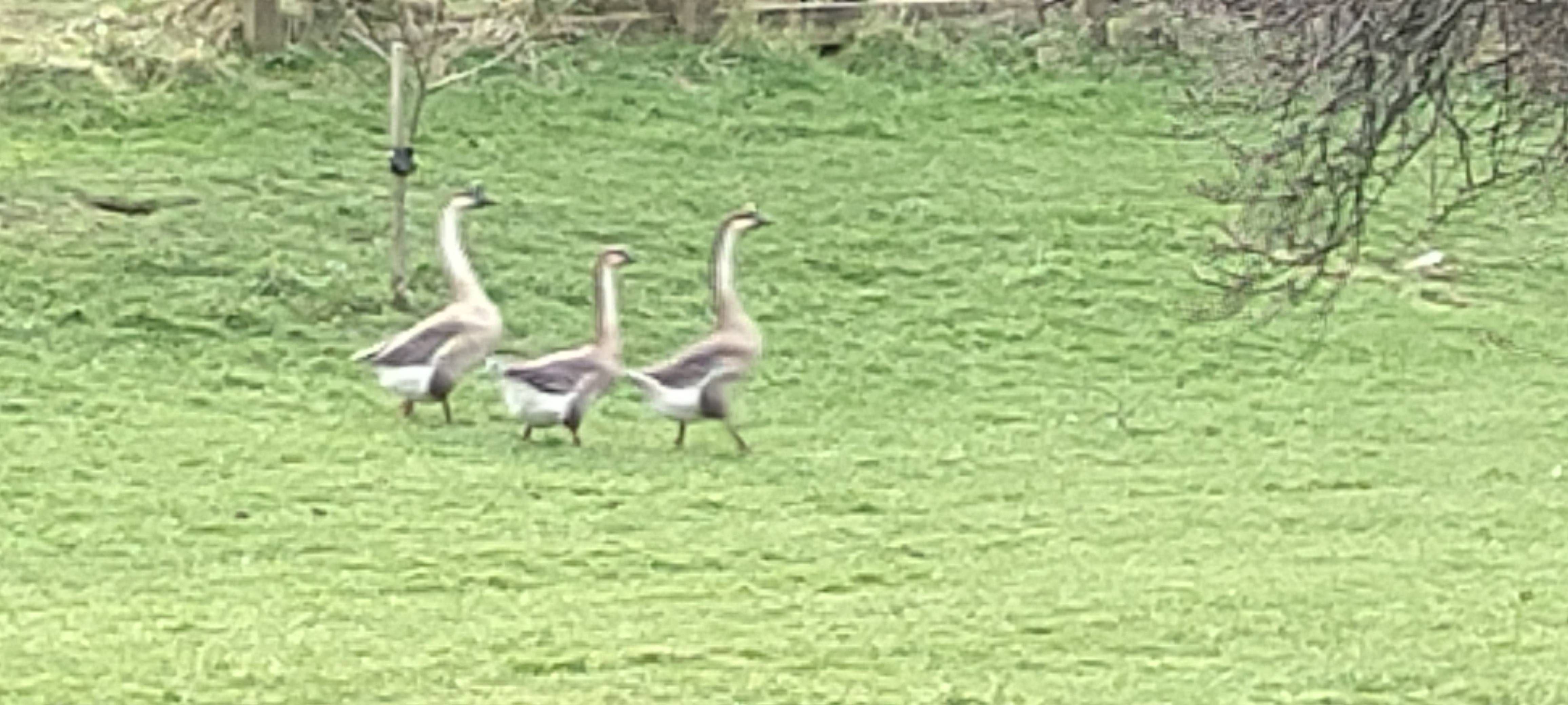 A photo of a Swan Goose photographed in  Gristhorpe, England, United Kingdom